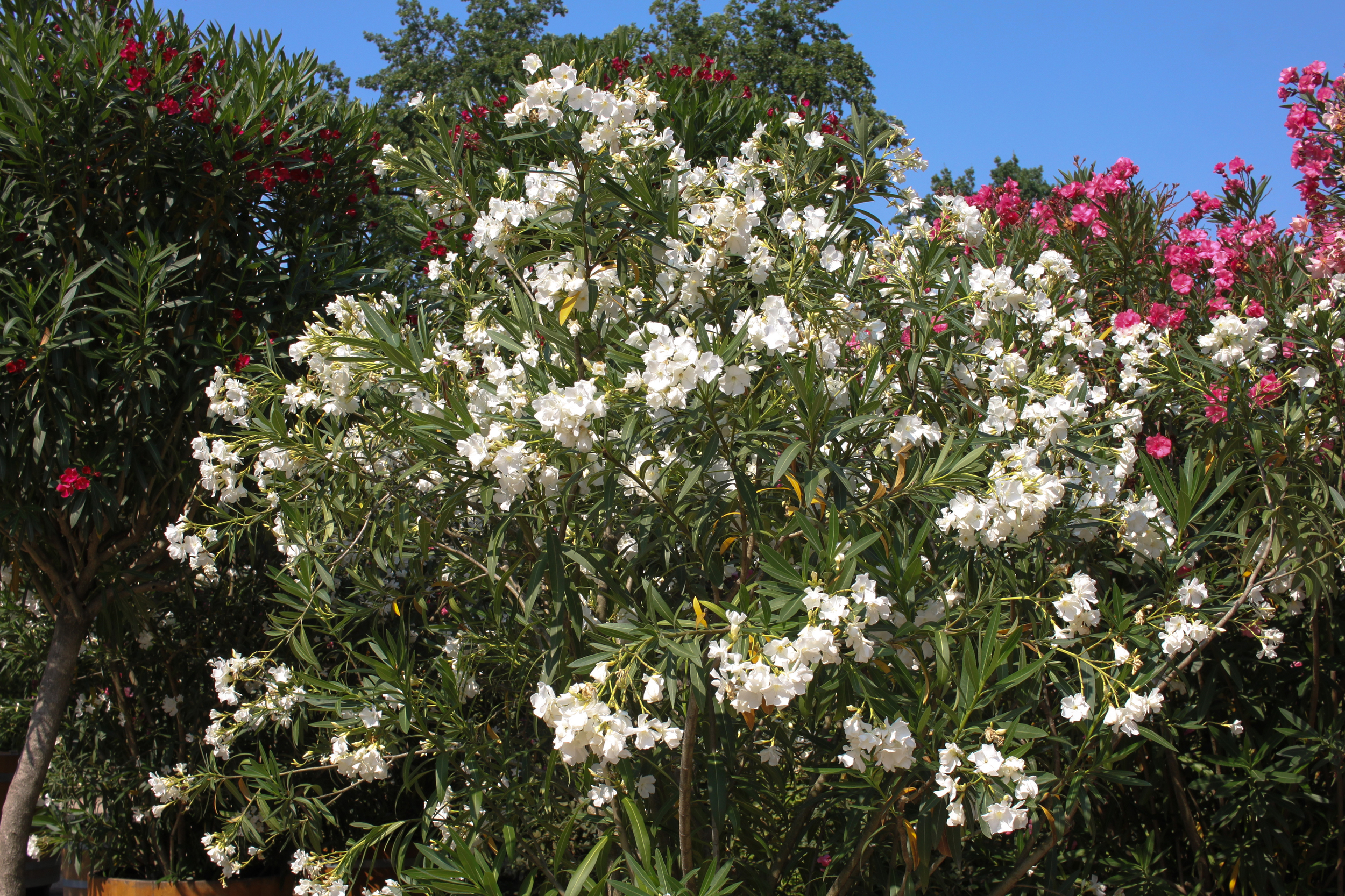 Gardens of Schloss Pillnitz