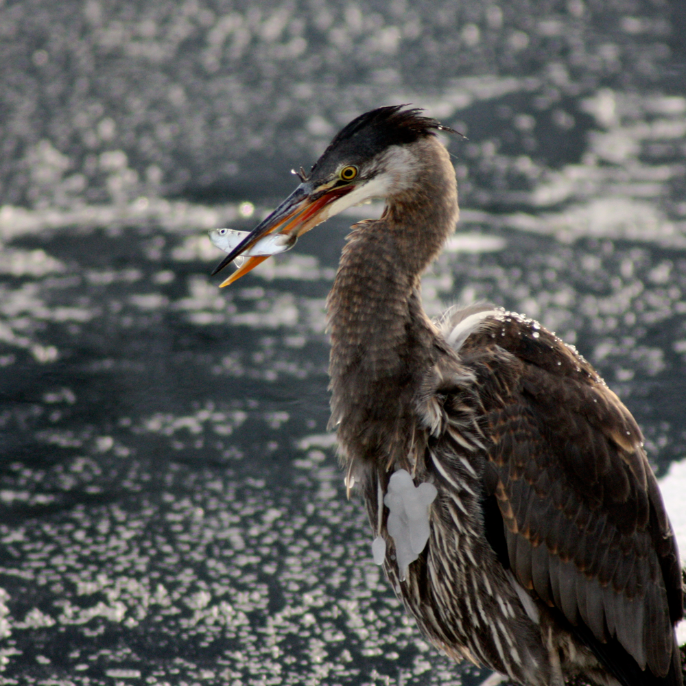Heron.png