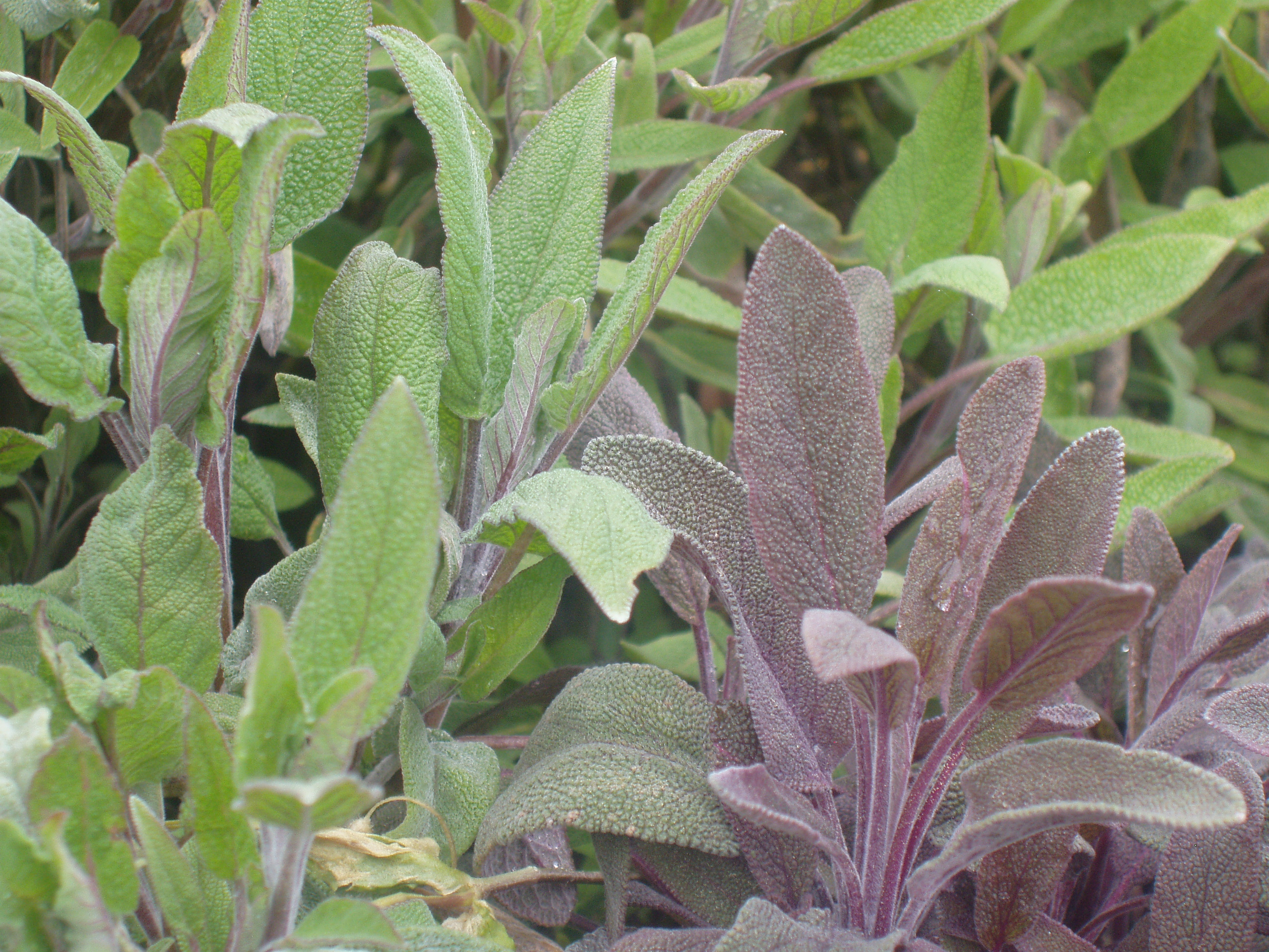 Salvia officinalis T.jpg