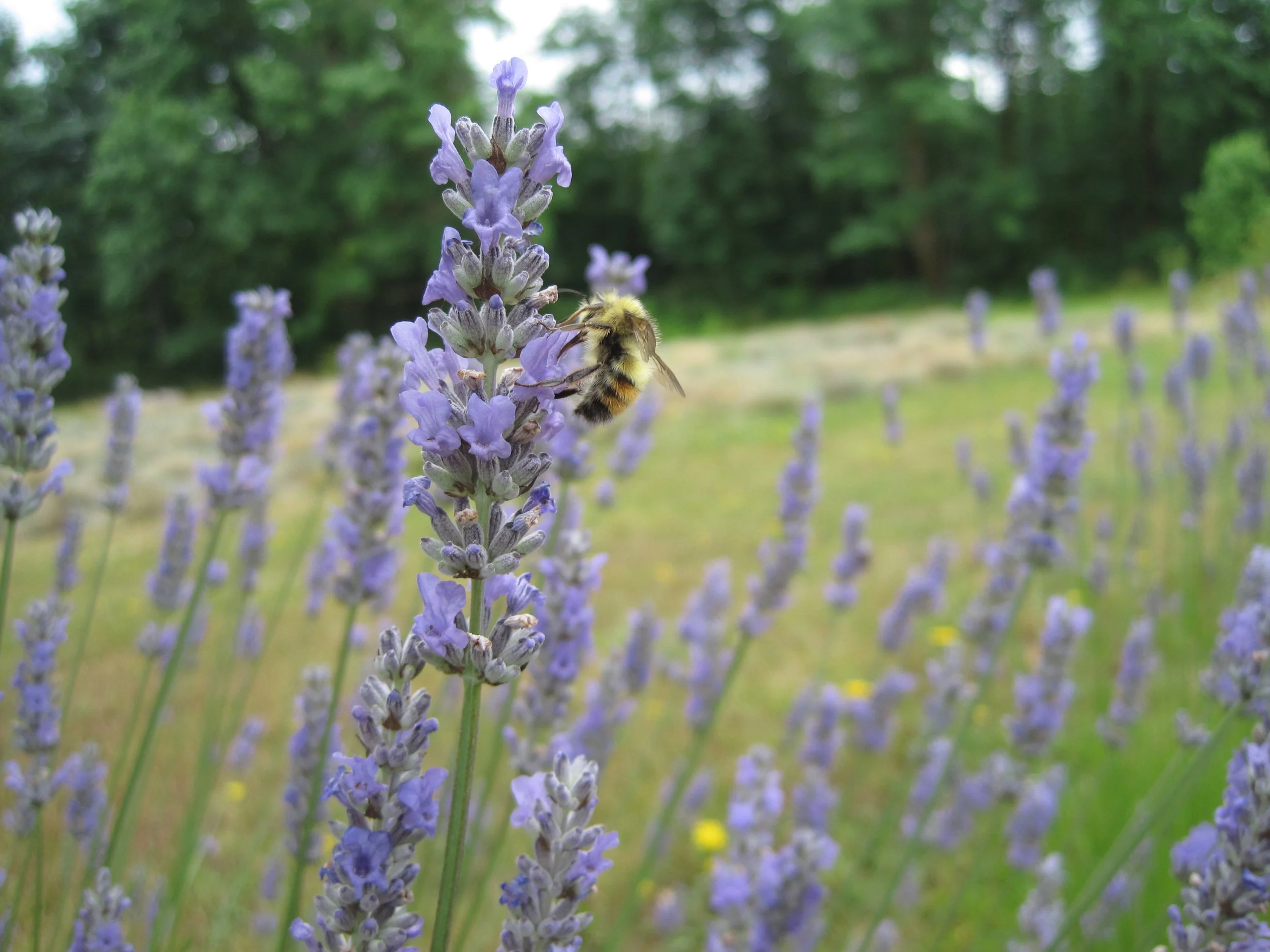Innisfree Season 2012 from Emily - 0965.jpg