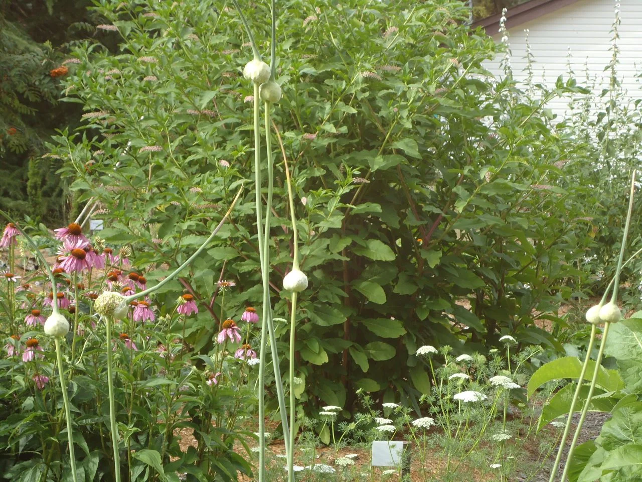 DSC02184.jpg