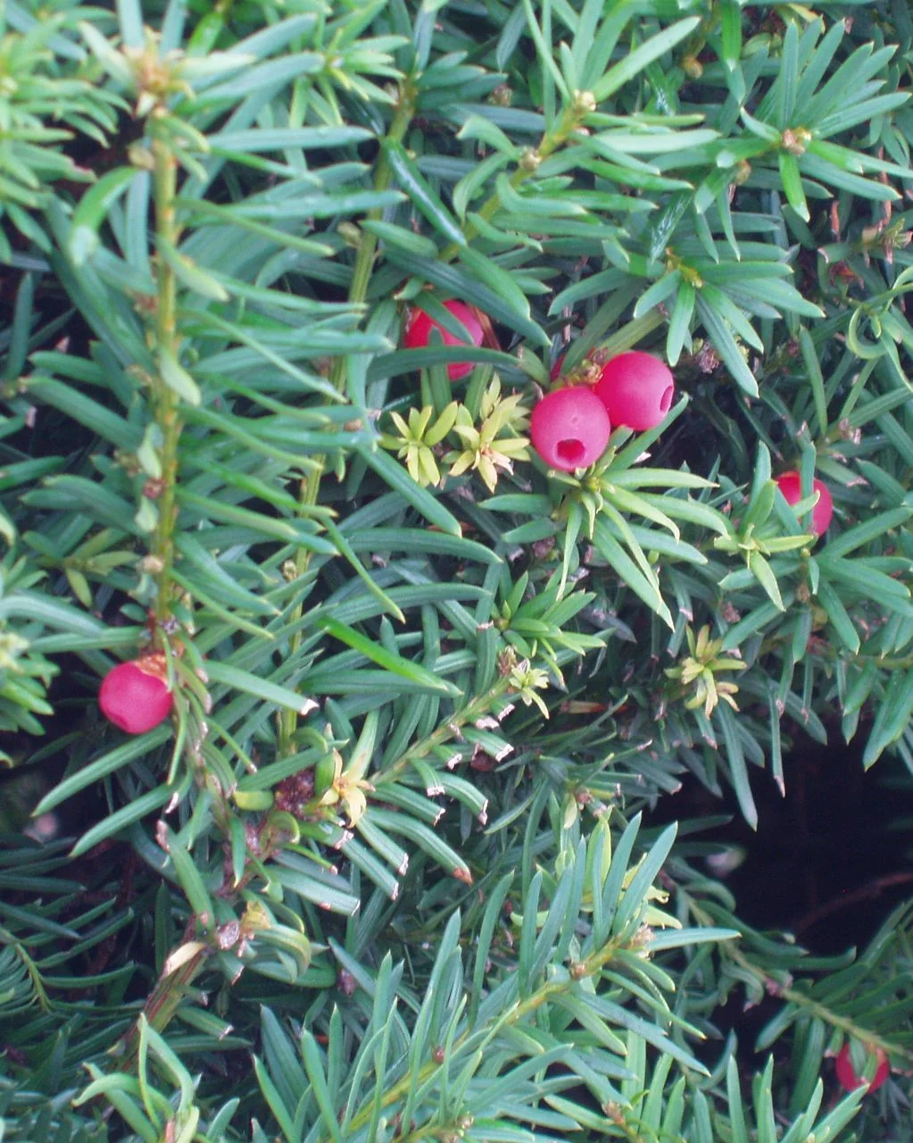 Taxus brevifolia T.jpg