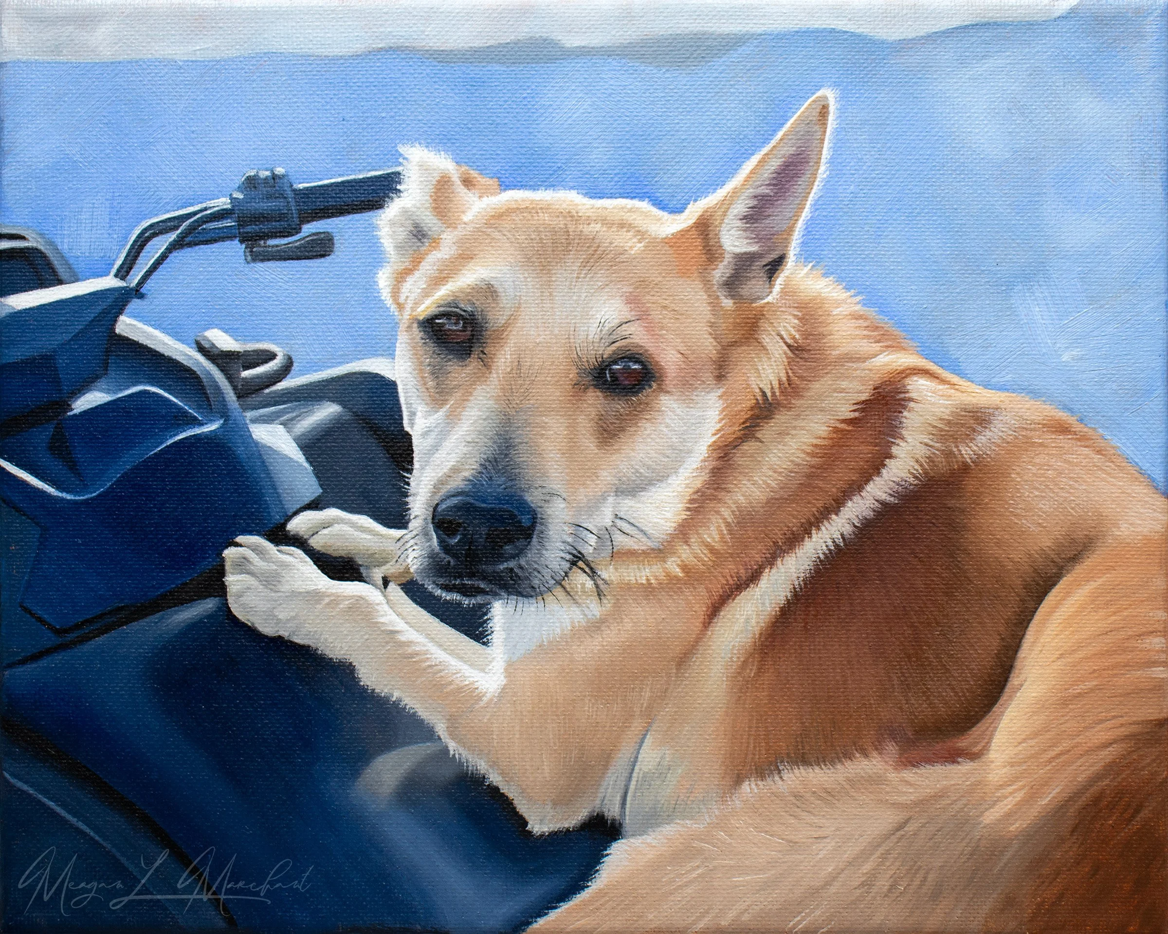 Custom oil painting of a working cattle dog resting on a dirt bike.