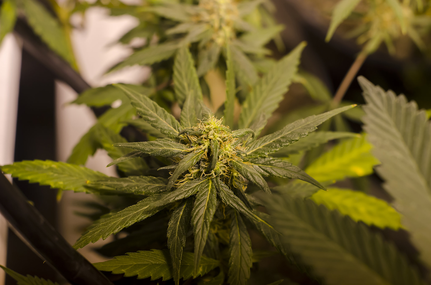 Some students feel that campus policies should follow the trends on the national level of decriminalization. (Flickr/Brett Levin Photography)