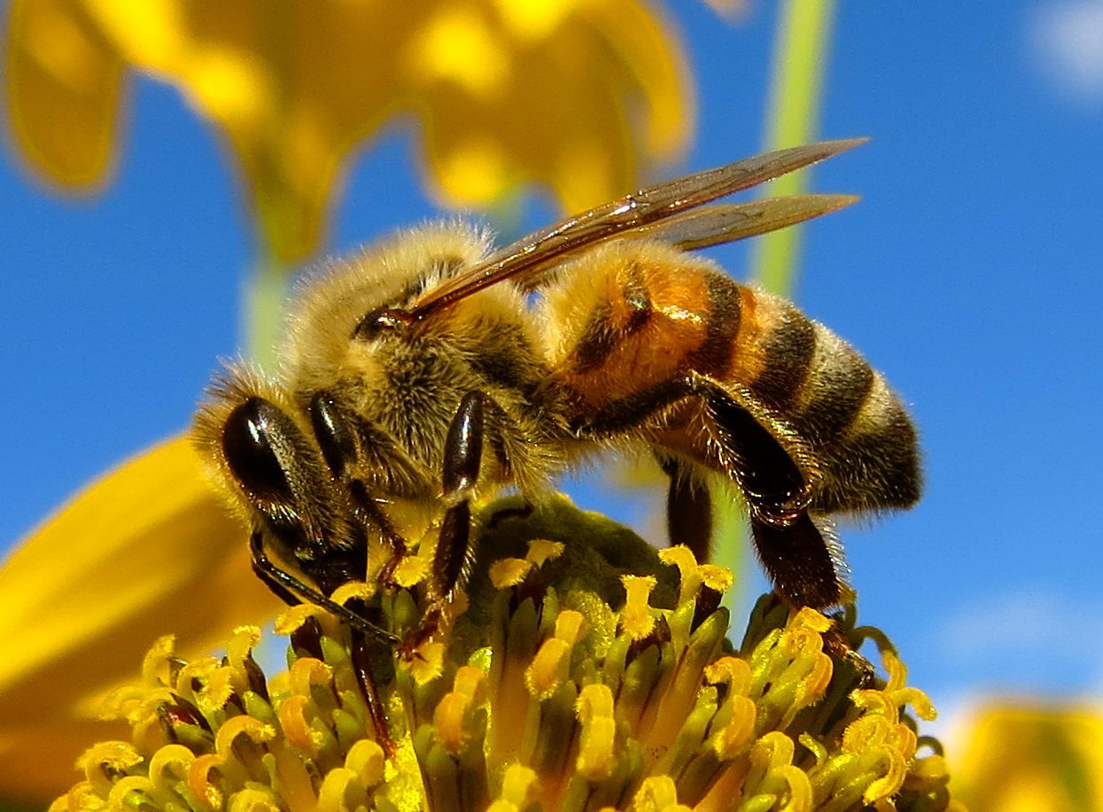 While spring seems far-off to many Connecticut residents, pollinators may be on the state’s legislative agenda this winter as declining honeybee and monarch butterfly populations not only cause economic losses, but also threaten Connecticut’s natural heritage. (labbradolci/Flickr)