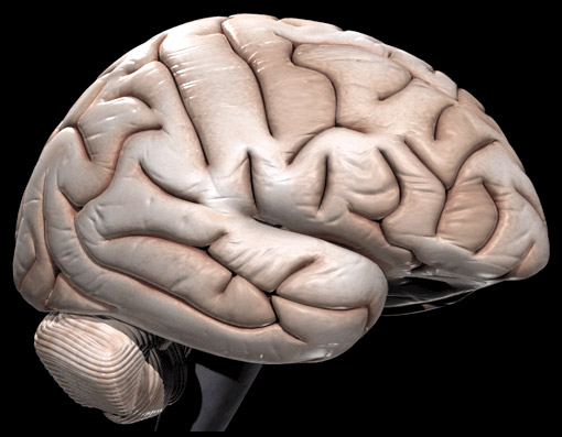 Biology professor Joel Pachter and his collaborator, Dr. Min Tang-Schomer, an assistant professor of pediatrics at Connecticut Children's Medical Center, are working on a 3D vascular brain model to assess the effects of drugs on the brains and diagnose diseases. (Flickr/AJC ajcann.wordpress.com)