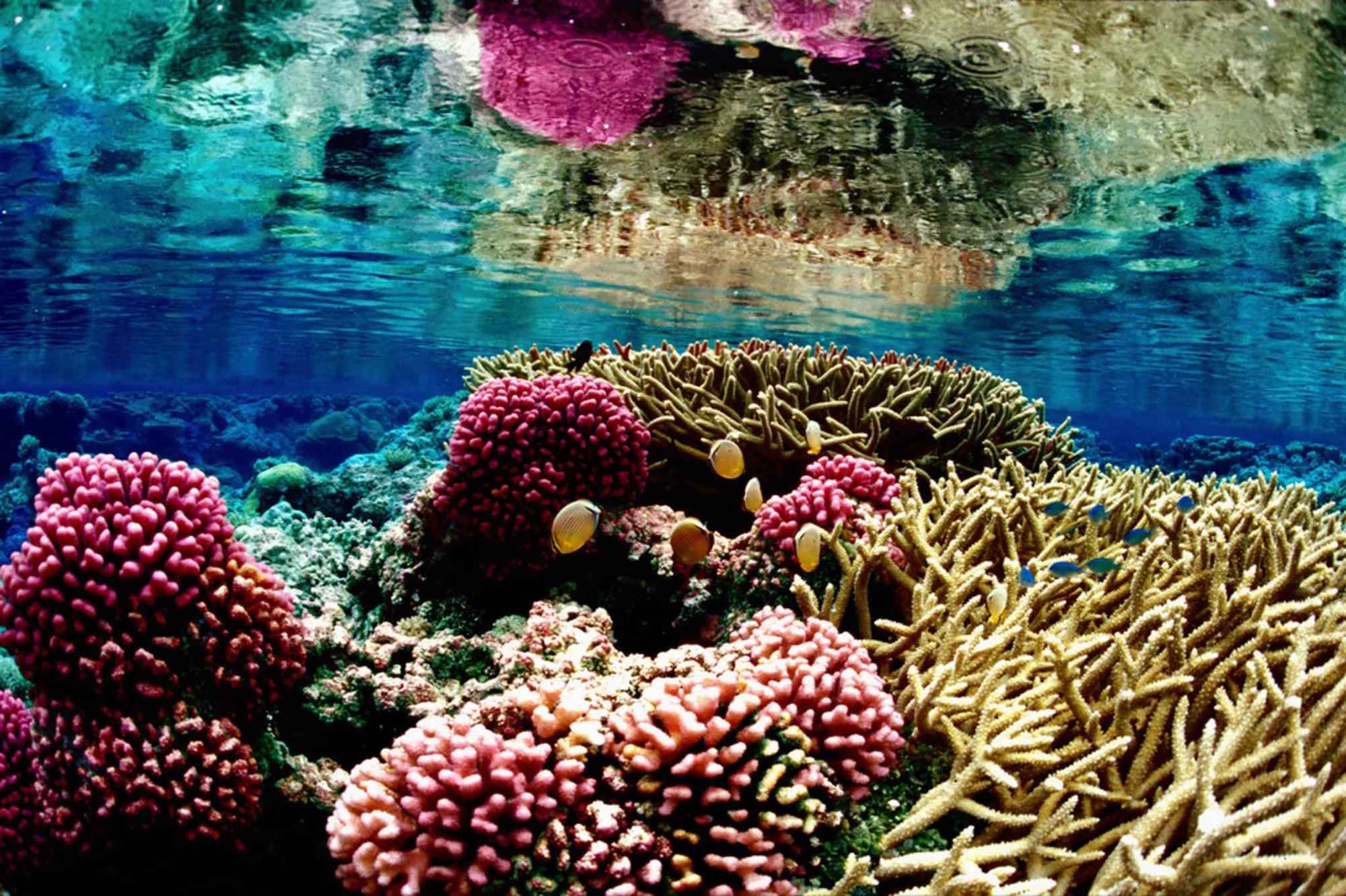 An underwater landscape of a coral reef from March 1, 2013. (Jim E. Maragos/Wikimedia Commons/Creative Commons)