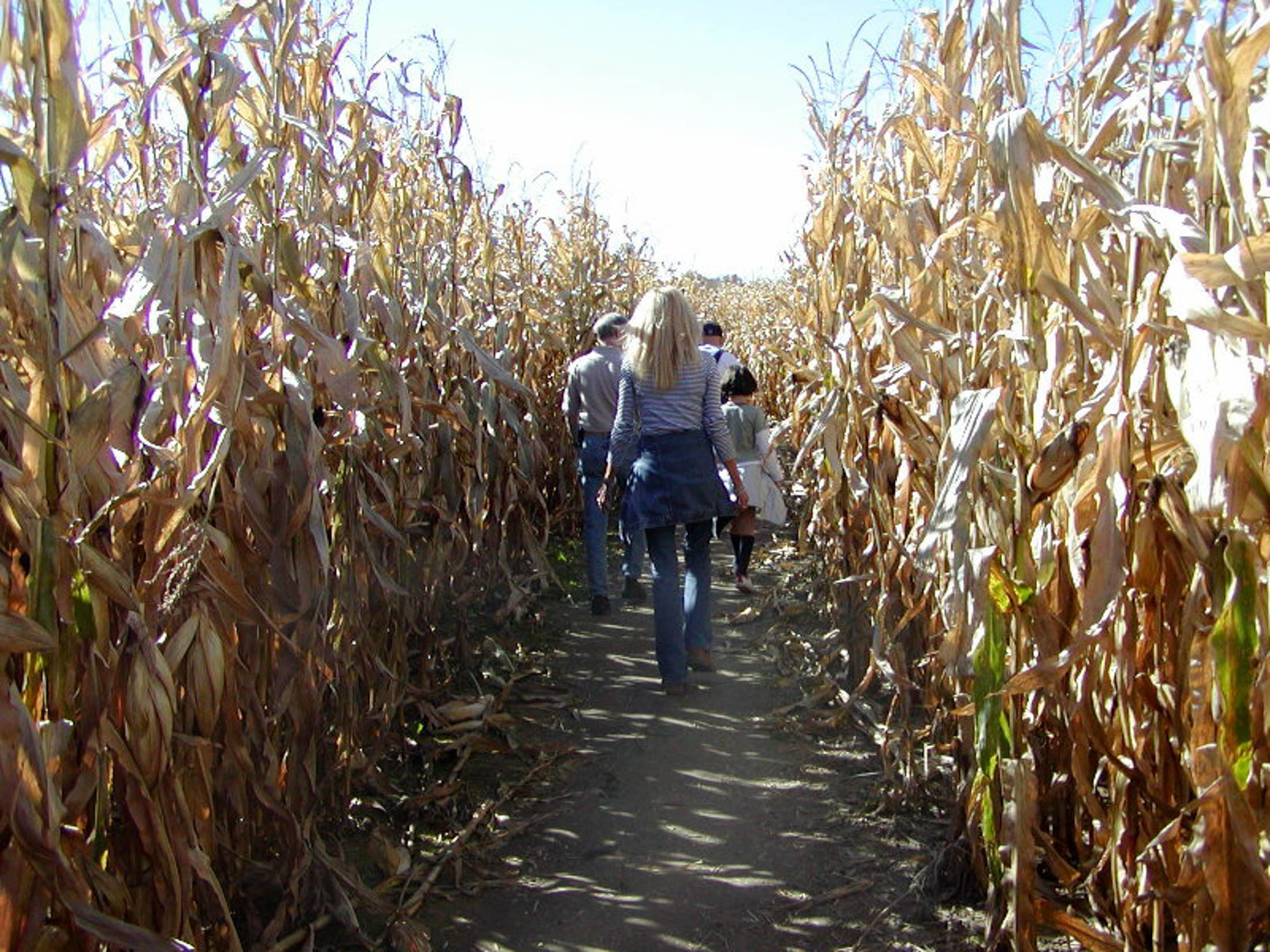 Corn mazes, hay rides and haunted houses are popular activities to celebrate Halloween and many of them can be found around UConn. (Anne Mitchell/Flickr, Creative Commons)