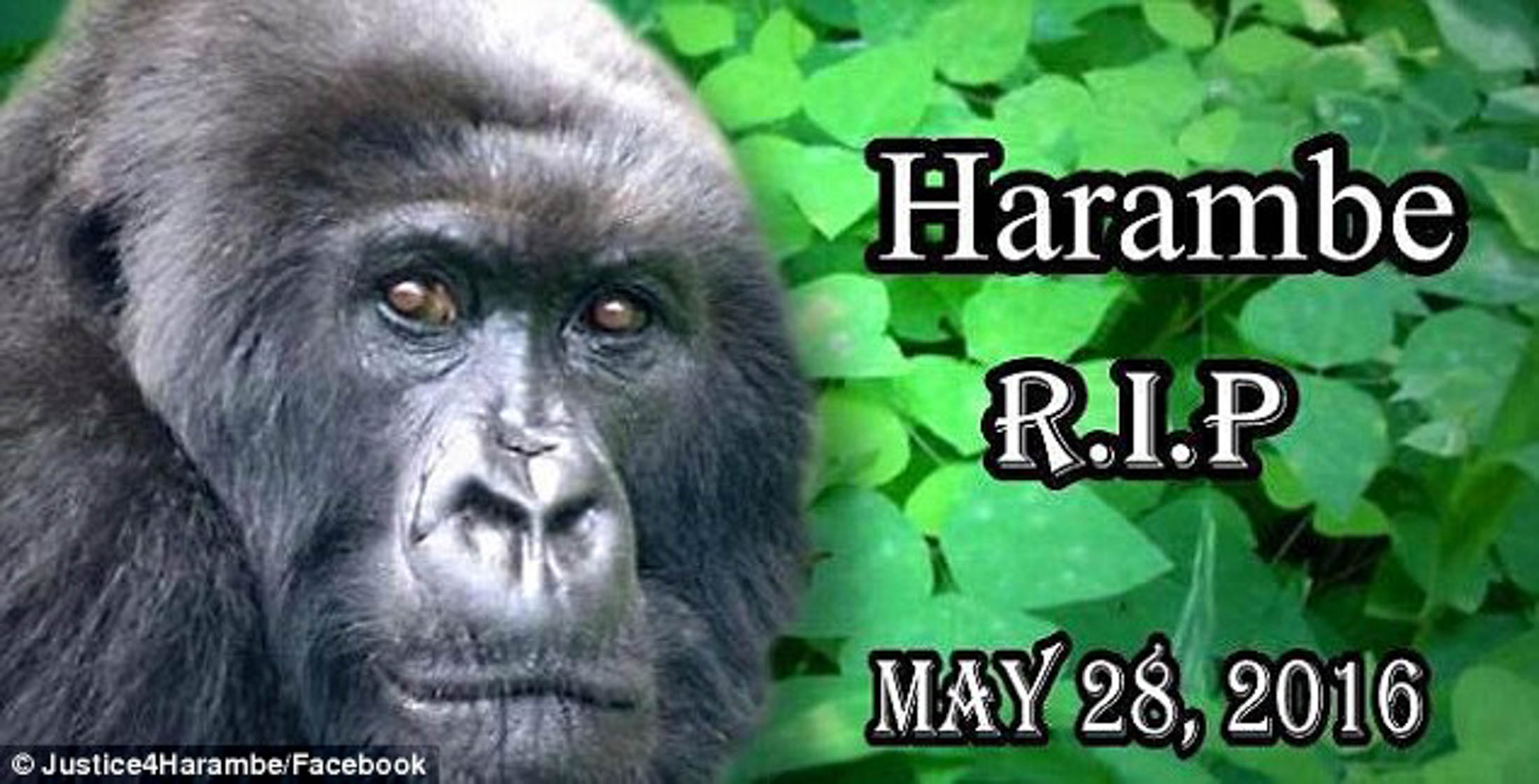 Is this meme dead yet? No, because according to the Internet, Harambe never dies. This one is ridiculously easy to pull off as a costume: wear a gorilla suit and carry around a small child doll. (Yommon22/Wikimedia, Creative Commons)