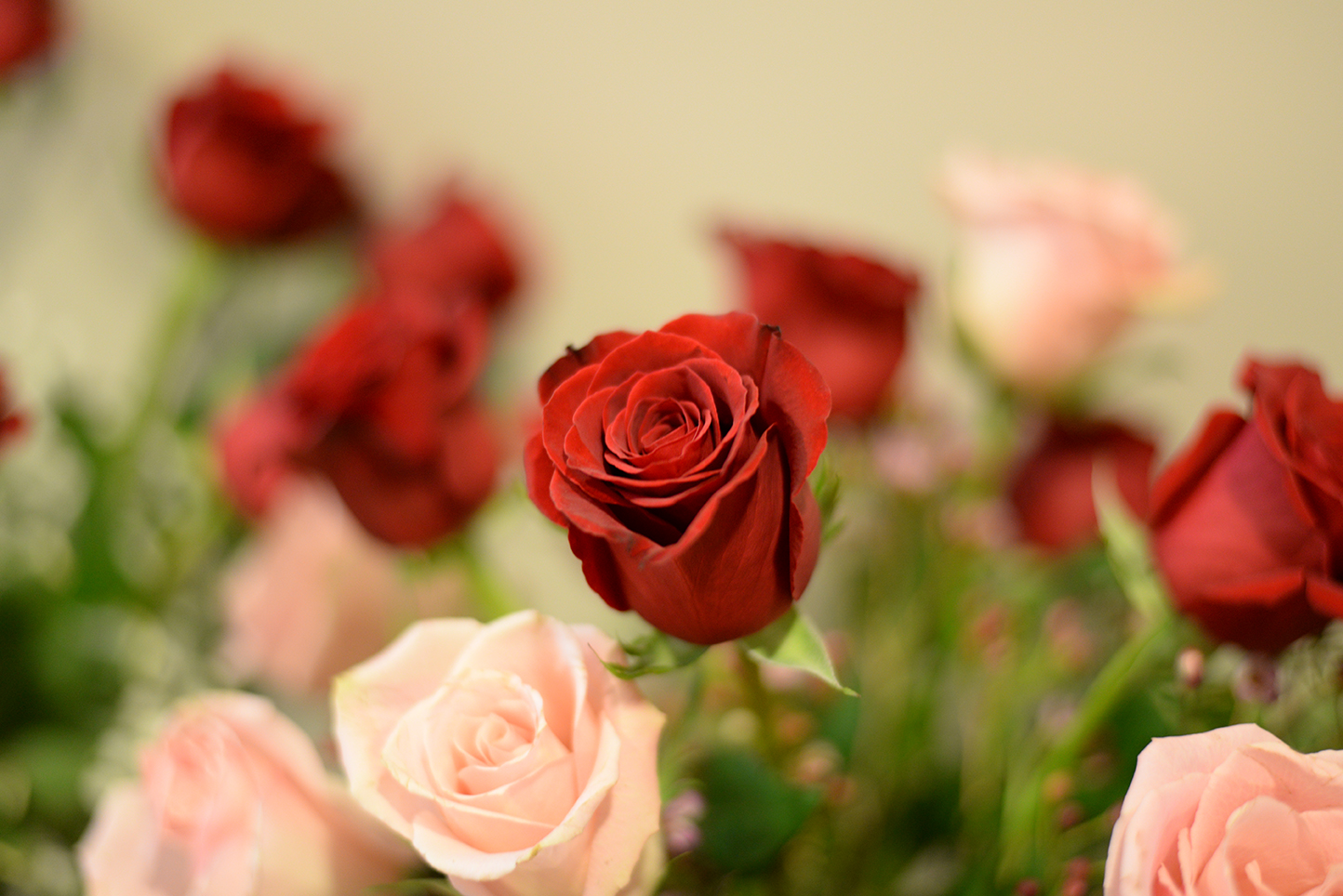 Roses are seen in The Flower Pot flower store in Storrs Center in Storrs, Connecticut on Thursday, Feb. 11, 2016. (Amar Batra/The Daily Campus)