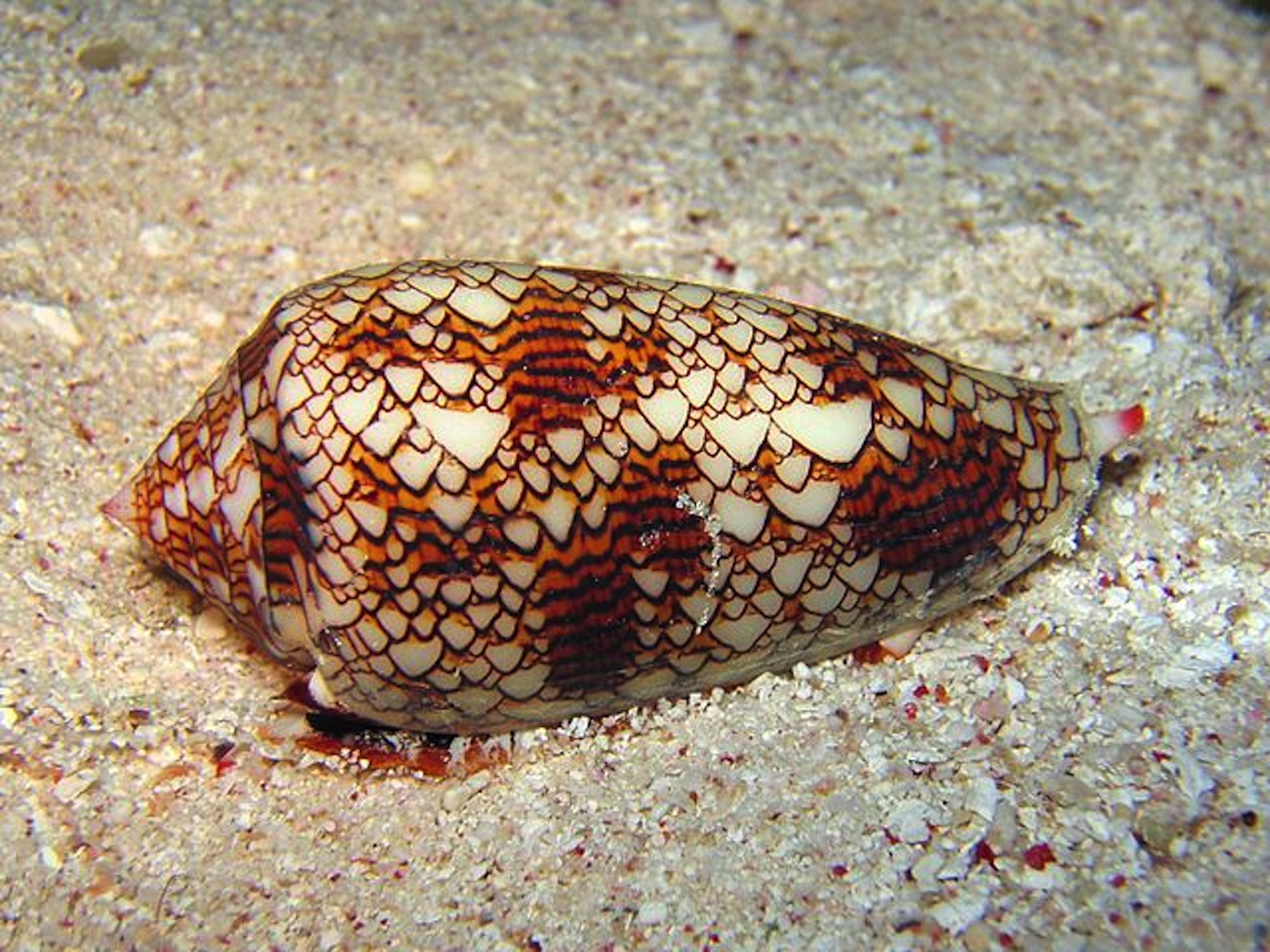 A member of the Conus genus, the cone snail are a type of sea mollusk found in the Great Barrier Reef in Australia. (Photo courtesy of Wikimedia Commons)
