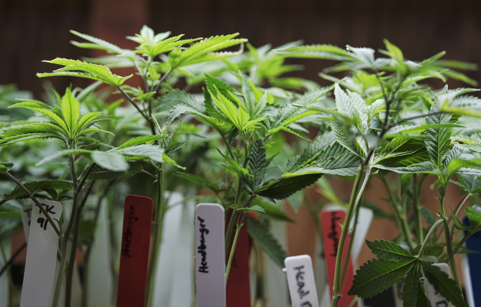 In this April 15, 2017 photo, marijuana plants sit for sale on display in ShowGrow a medical marijuana provider in downtown Los Angeles. A bill to legalize and regulate the sale of recreational marijuana will not see a vote in the Connecticut Senate this legislative session (Richard Vogel/AP Exchange)