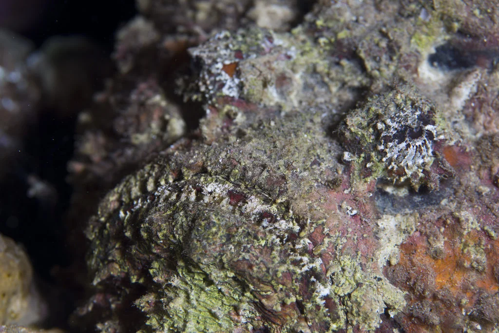 Symptoms of stonefish stings include nausea, numbness around the stung area, vomiting, gasping, increased heart rate, intense pain and utter regret that you decided to vacation in Australia. ( prilfish /Flickr, Creative Commons)