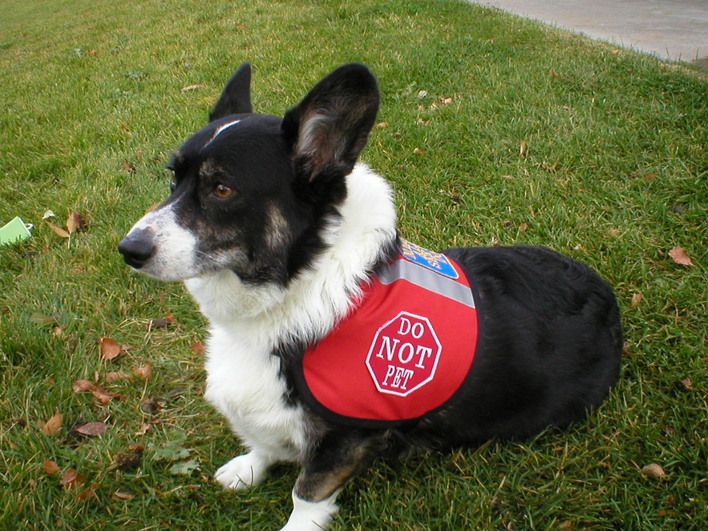 A service dog patiently waiting for their owner. (IndysMom/Creative Commons)