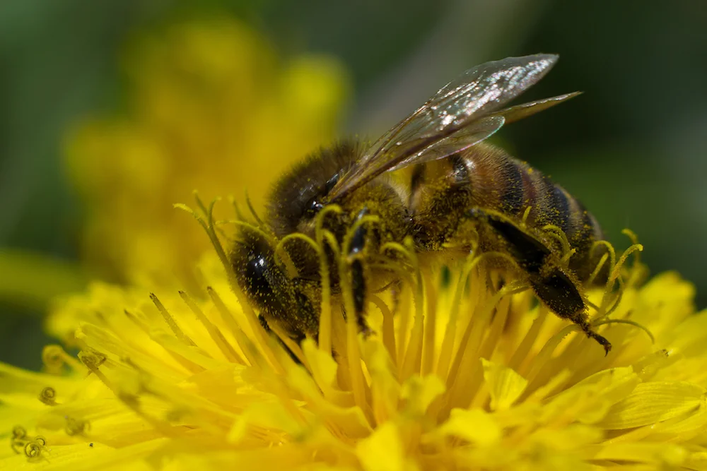 From January through March 2017, 84.4 thousand honey bee colonies died due to CCD. This is a 27 percent decrease from the same time period in 2016, according to United States Department of Agriculture. (Robert Kash/Creative Commons)