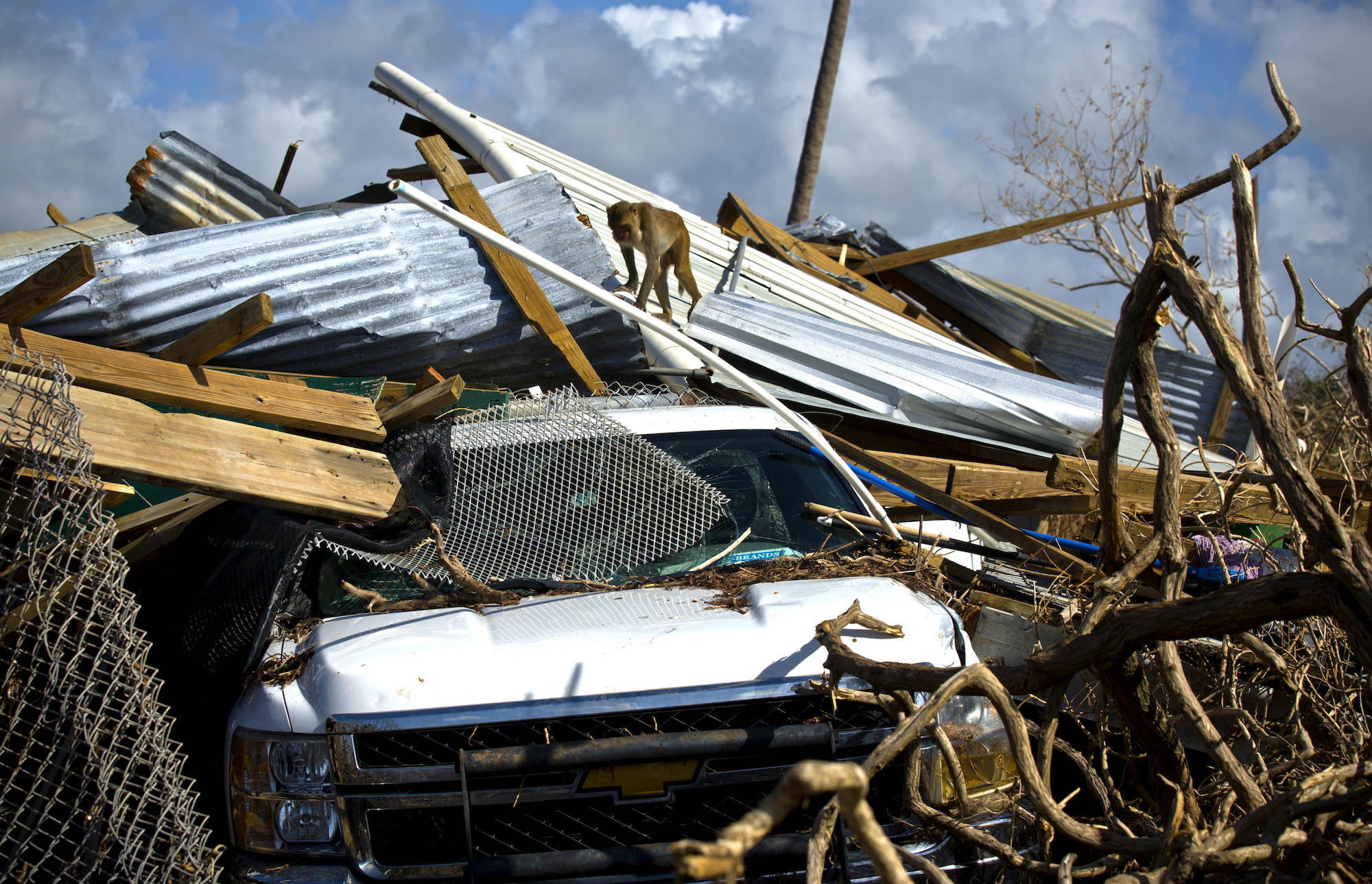 Wednesday, Oct. 4, 2017, a monkey walks over the rubble left in the wake of Hurricane Maria on Cayo Santiago, known as Monkey Island, in Puerto Rico. (Ramon Espinosa/AP)