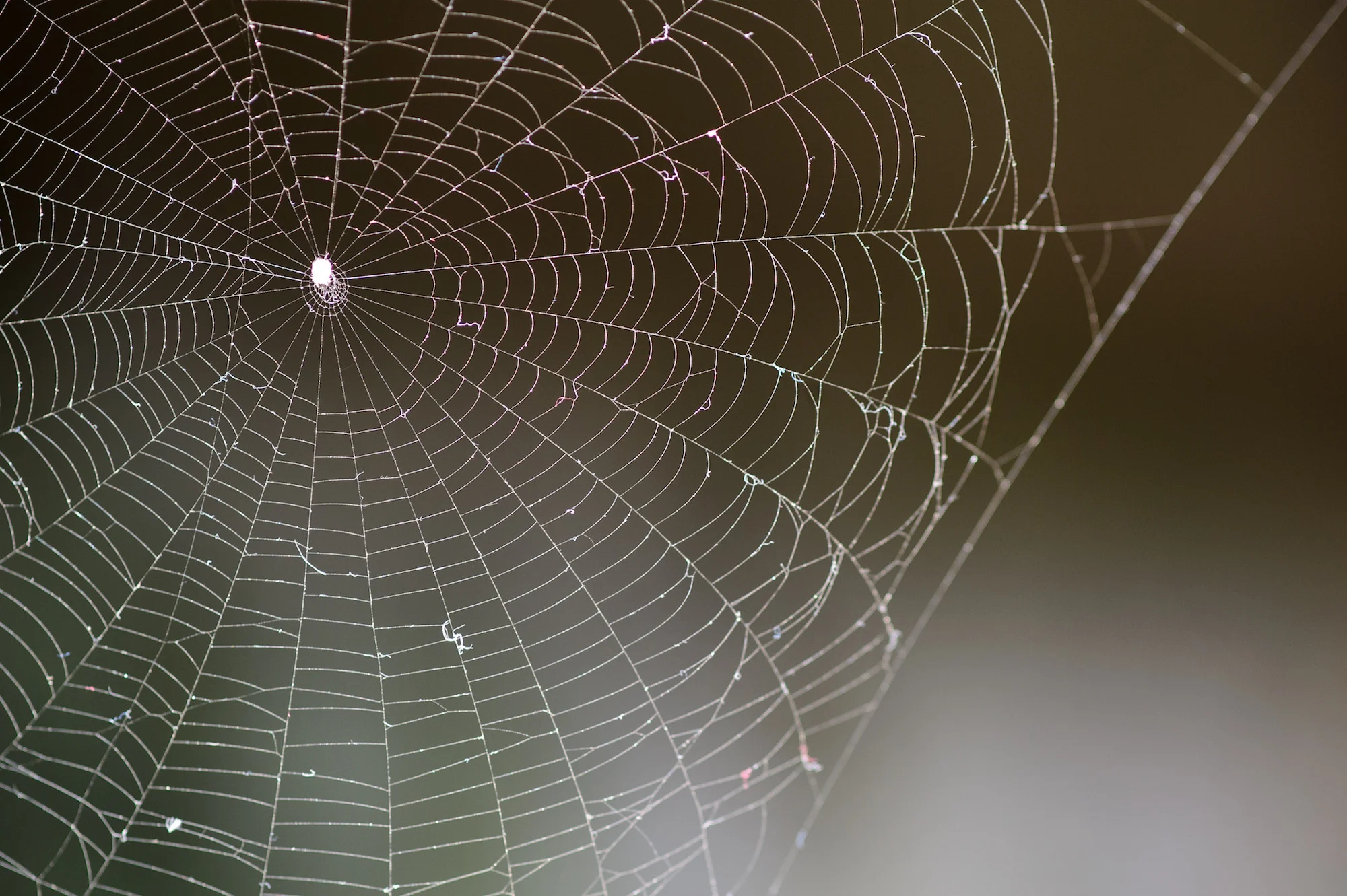 According to a recent study published by researchers in Germany, a crash in species’ abundance is happening now and could be happening worldwide. (Eric Kilby/Creative Commons)