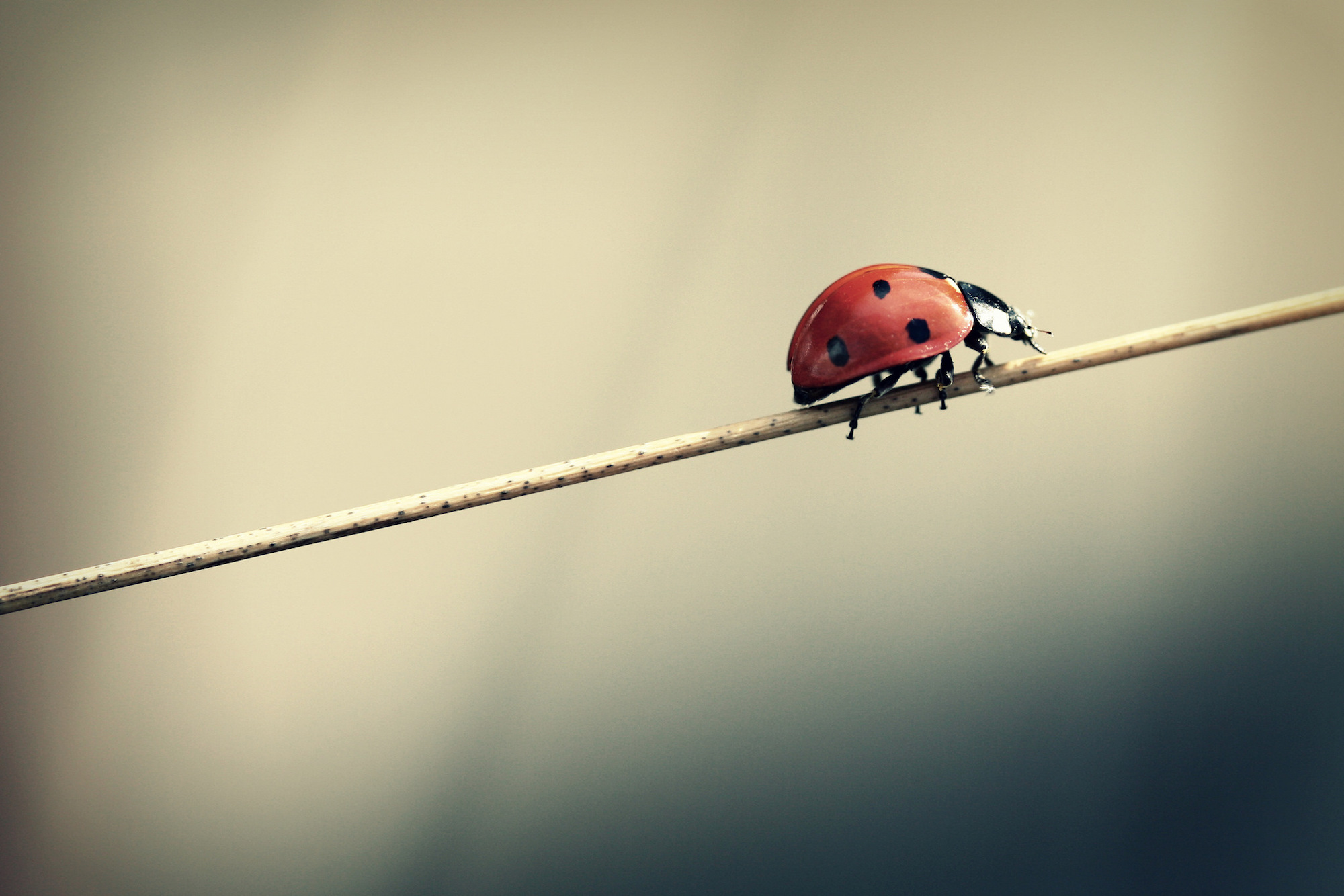Asian ladybeetles are one of the critters that will most likely make their way into your home this winter in preparation for winter. (Frank/Creative Commons)