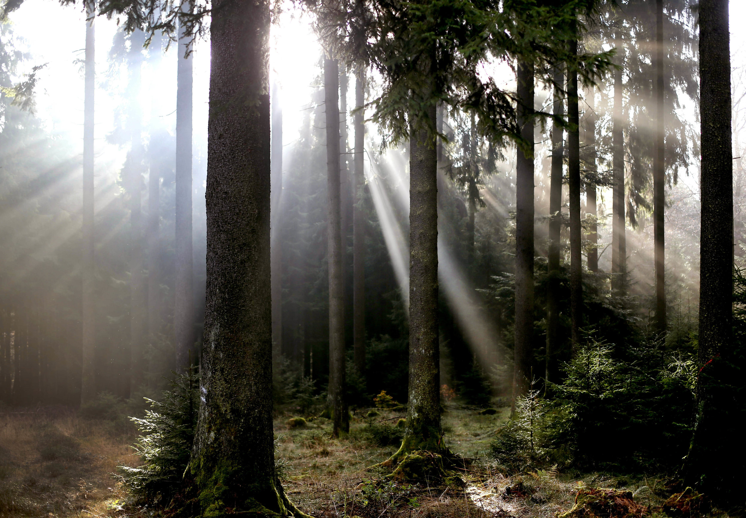 Reptiles, birds, mammals, and amphibians living in forests have been impacted from forest fragmentation. (AP Photo/Michael Probst)