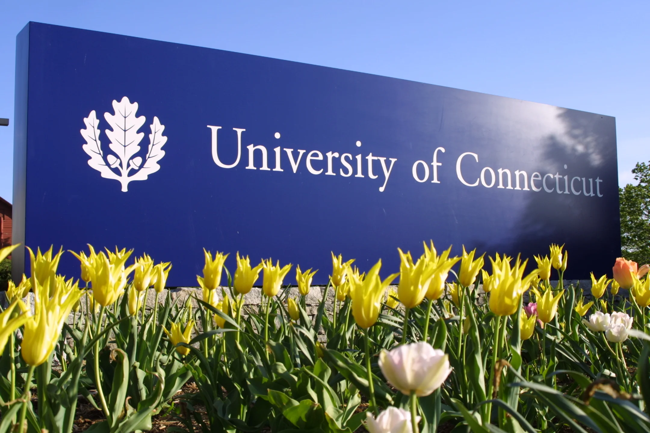 The story of the coydog and other UConn trivia | The Daily Campus