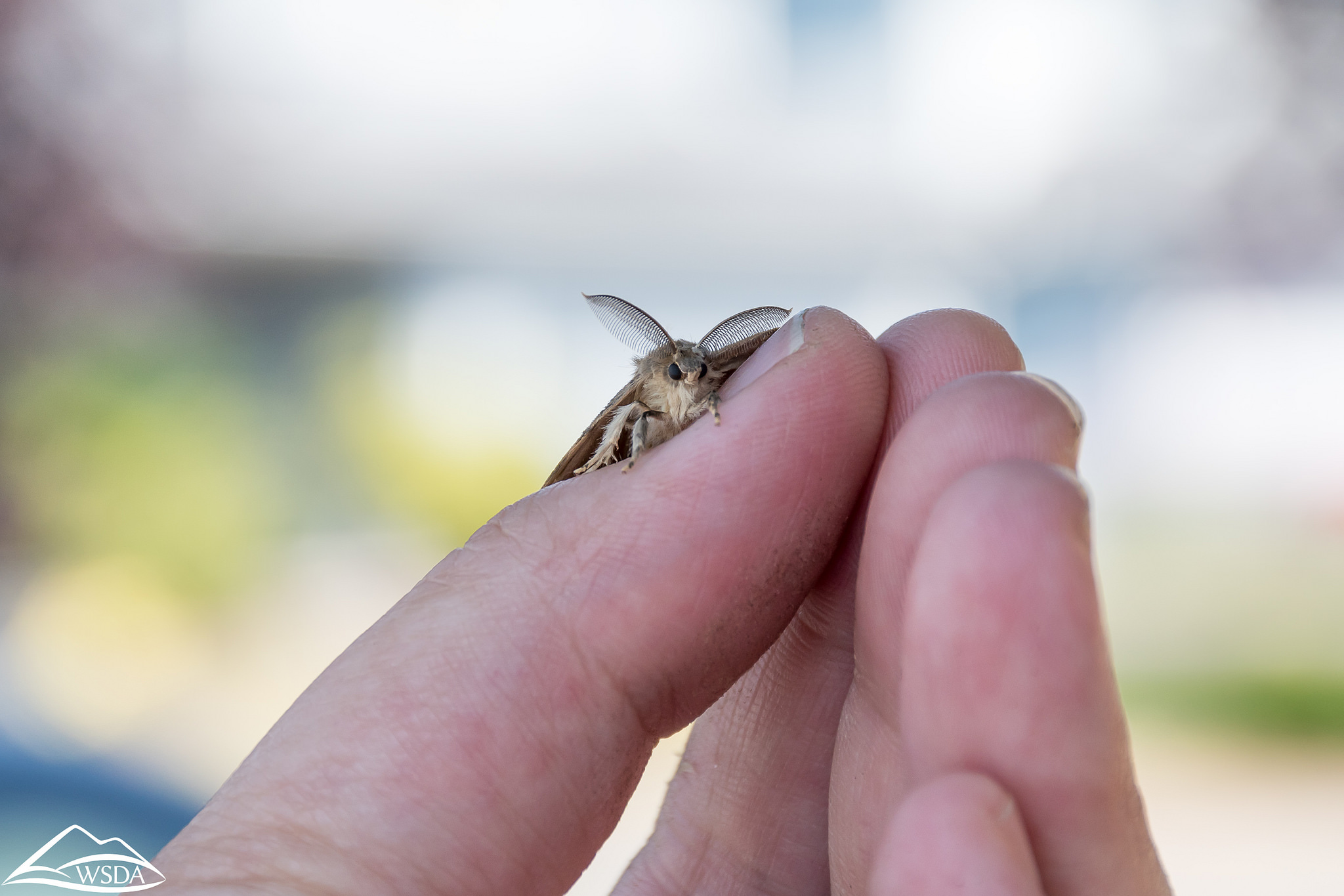The gypsy moth invasion has improved vastly from 2017's numbers. (Washington State Department of Agriculture/Flickr, Creative Commons)