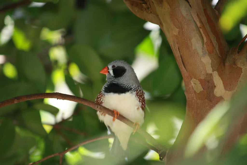 Previous year’s fluctuations in temperature have affected migration, but this year’s season seems relatively stable. (Andrea OConnell/Flcikr Creative Commons)