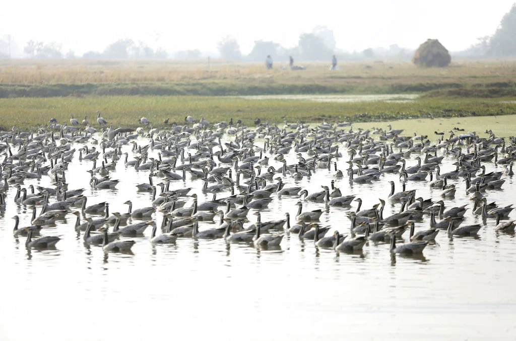 Bar-headed Geese flock at Gharana wetland, about 35 kilometers (21.8 miles) from Jammu, India, Wednesday, Nov. 28, 2018. The wetland is home to many species of migratory birds that come here during the winter months. (AP Photo / Channi Anand)