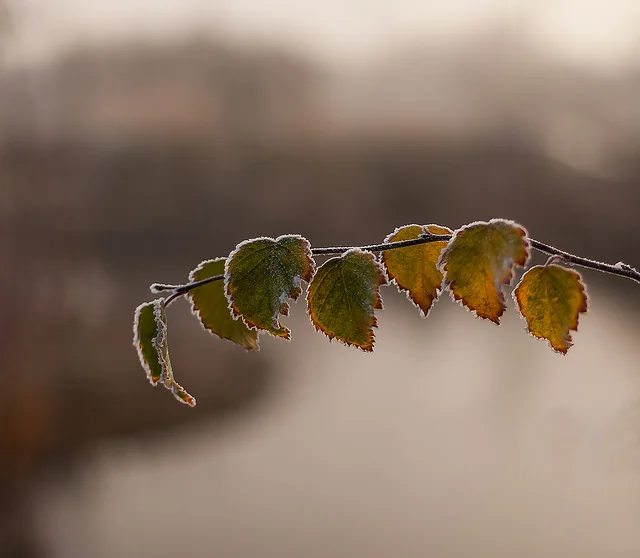As for the human impact, increased freeze-thaw cycles can impact the integrity of building and road structures leading to potholes and decomposition of building materials such as siding. ( Greg Clarke/Flickr Creative Commons )