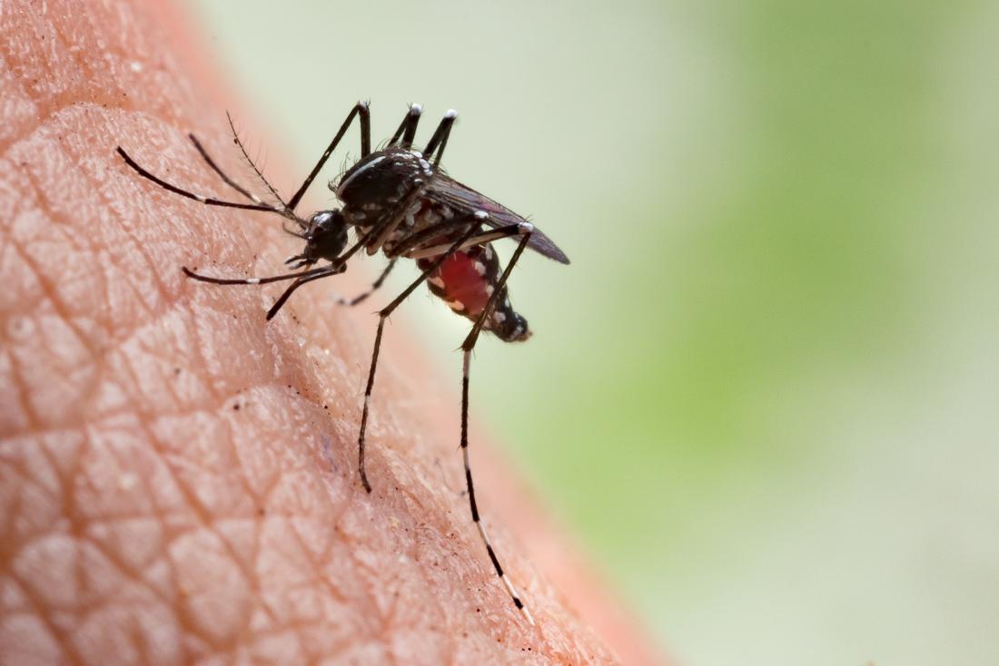 Diagnoses of diseases transmitted through mosquito, flea, and tick bites have tripled since 2004.