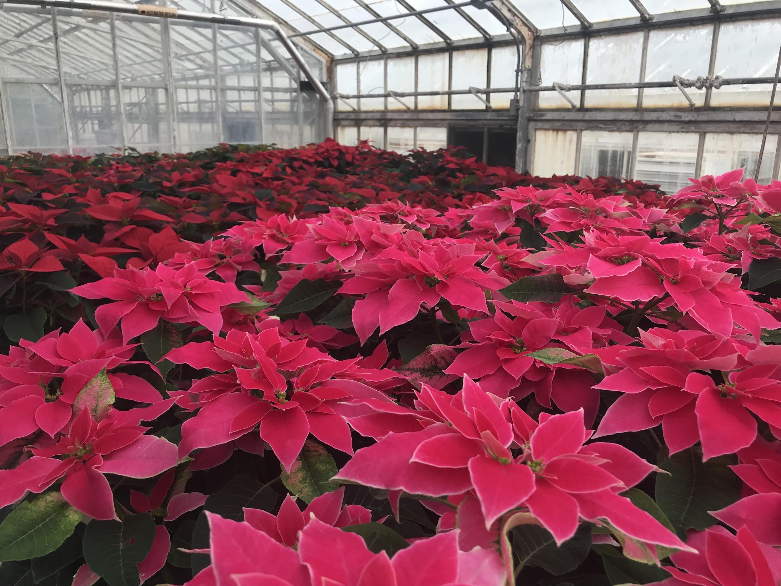 The UConn Horticultural Club is selling geraniums from April 29 to May 10 in honor of graduation, Justin Ferreira, Horticulture Club president said. (File photo/The Daily Campus)