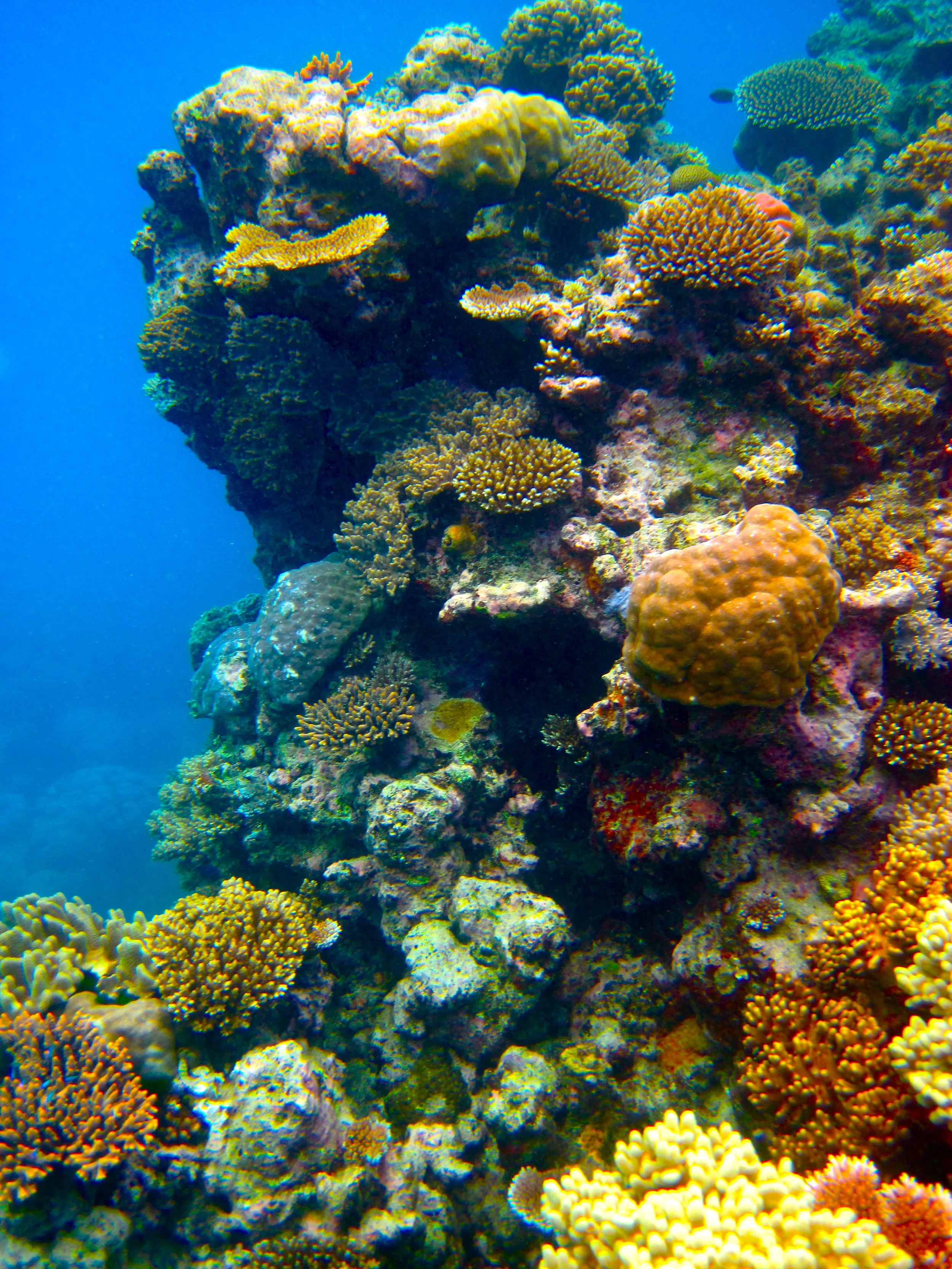 The Australian Great Barrier Reef is one of the many places impacted by coral bleaching, endangering the habitat and life within it. Photo by Kyle Taylor from Flickr Creative Commons