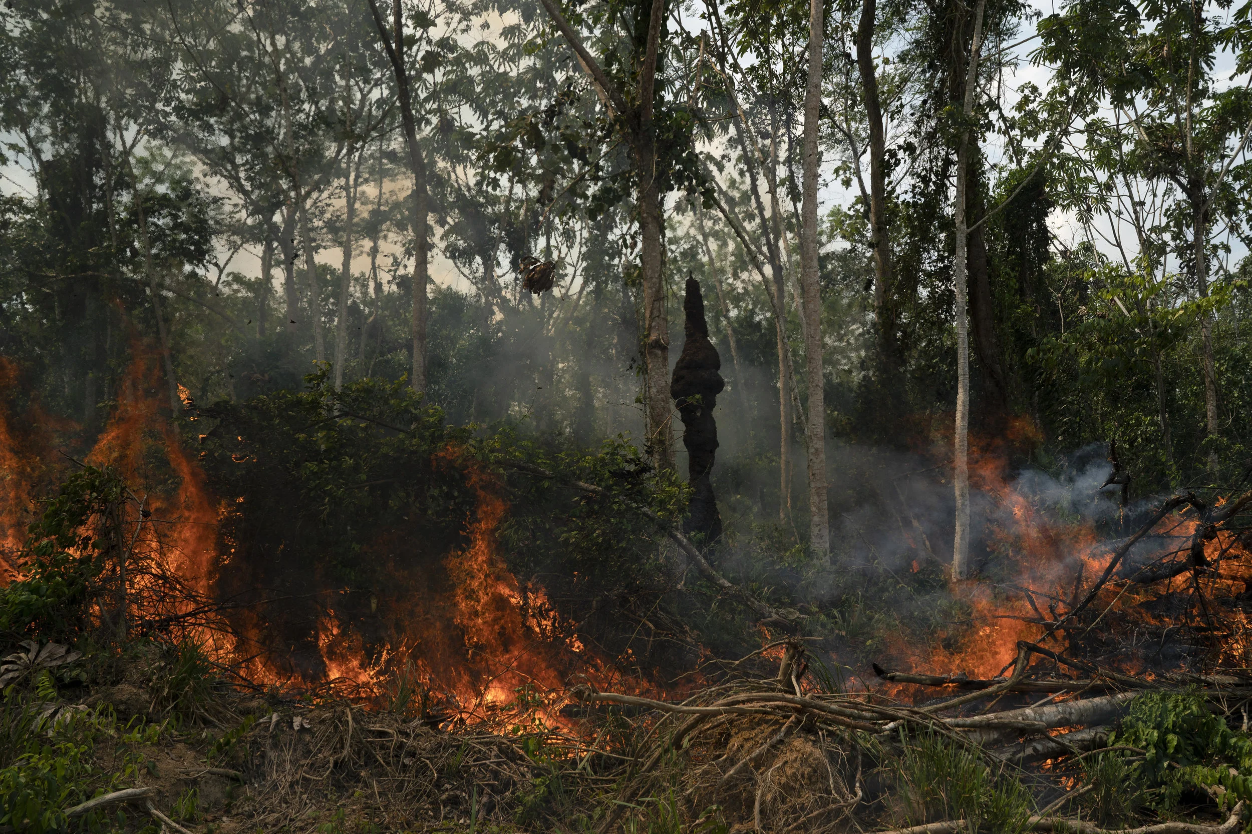 Freshly cut jungle begins to burn at the Nova Fronteira region in Novo Progresso, Brazil, Tuesday, Sept. 3, 2019. Photo from the Associated Press.
