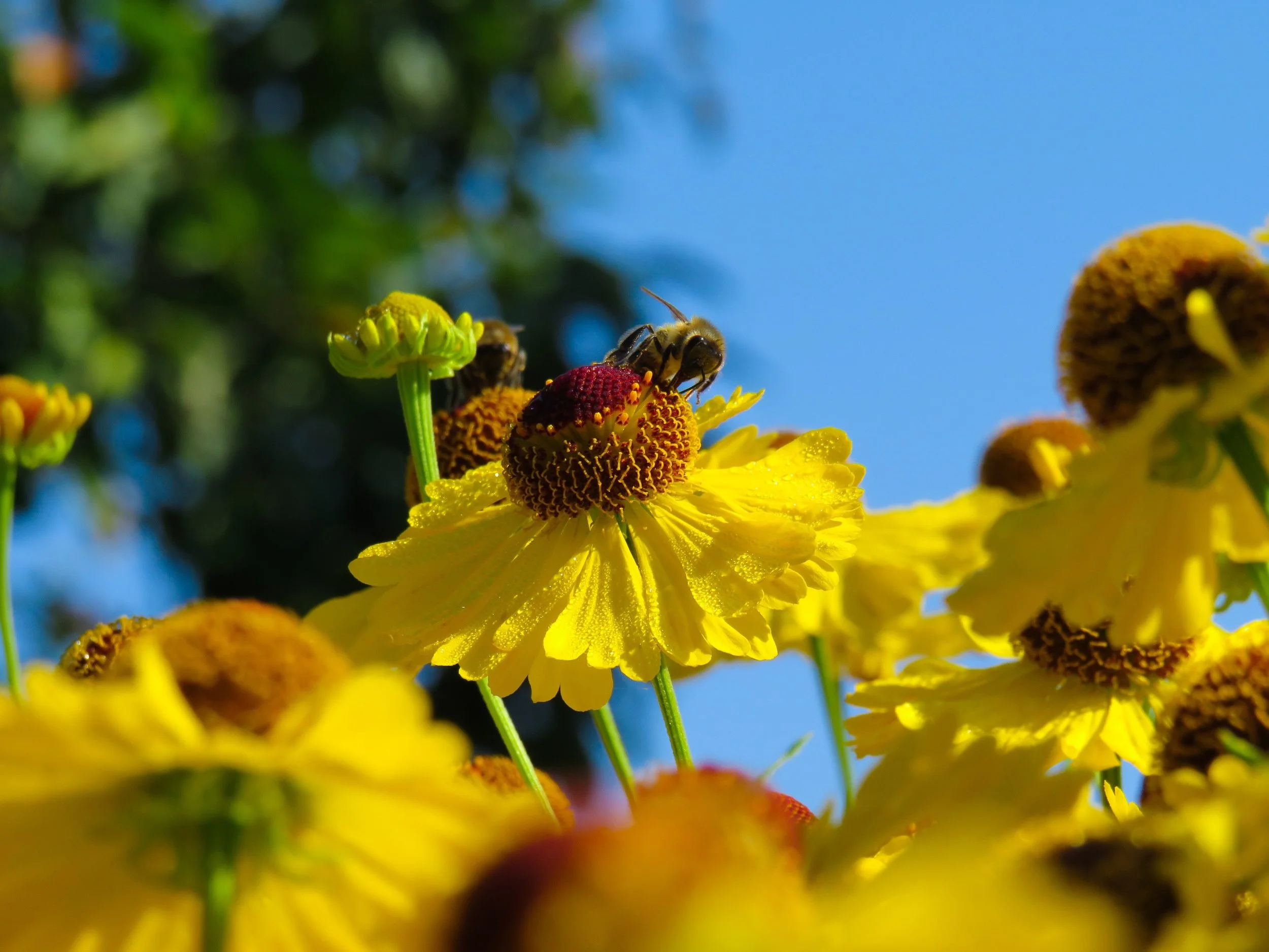 UConn gained one of the top spots on the Sierra’s Club list out of 282 schools the applied for “engaging with the environmental movement,” according to the adventure and lifestyle editor of the magazine. Photo by Anastasiya Romanova on Unsplash