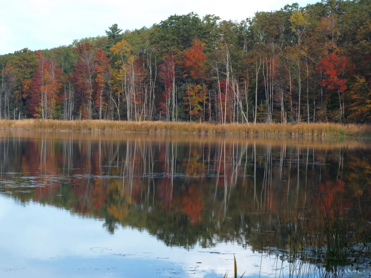 Cobmoosa Lake.JPG