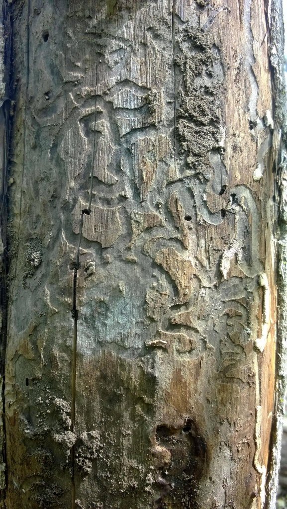 Damage from the emerald ash borer