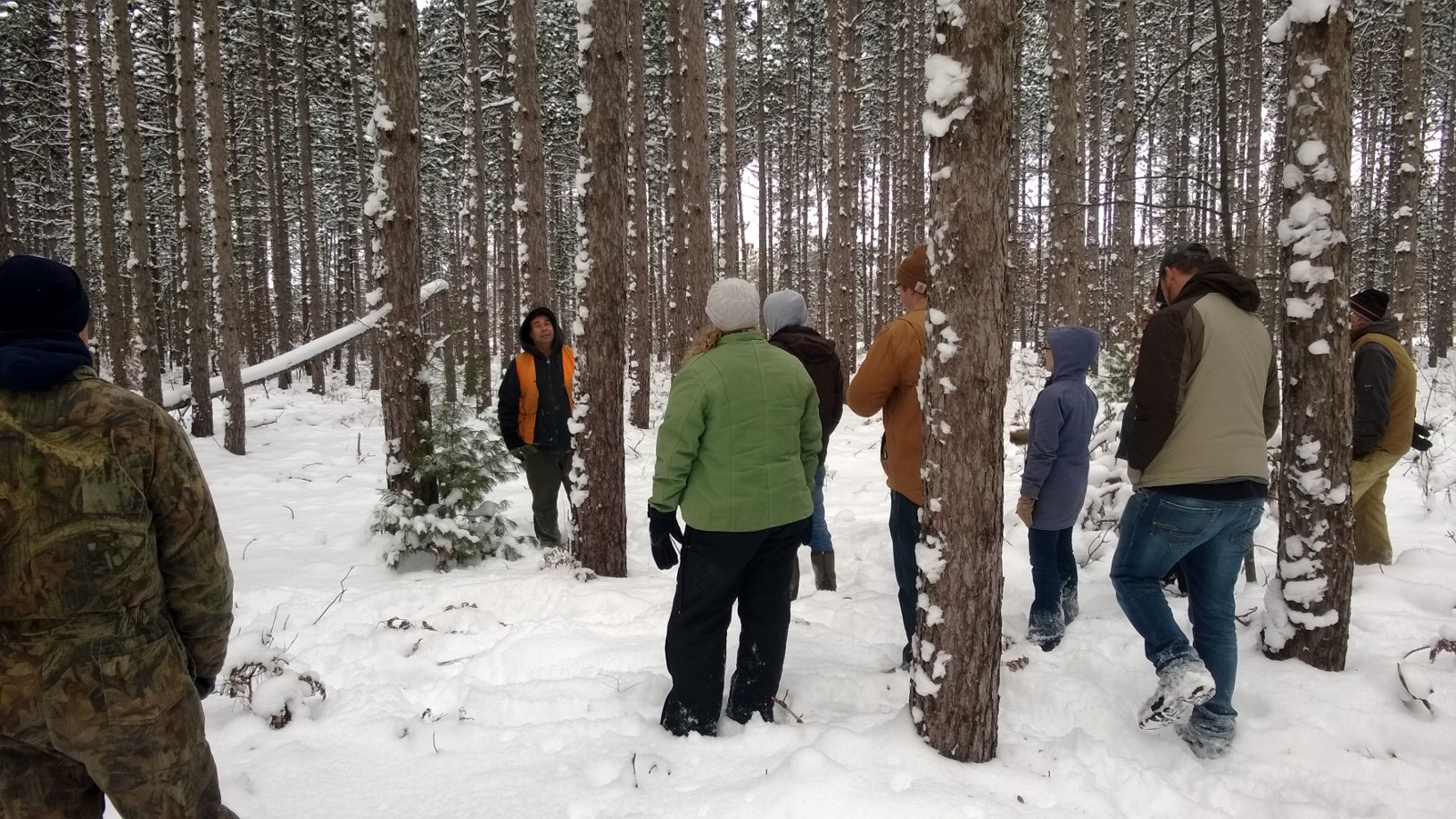  A hydrolake procurment forester identifies desireable qualities for red pine harvest
