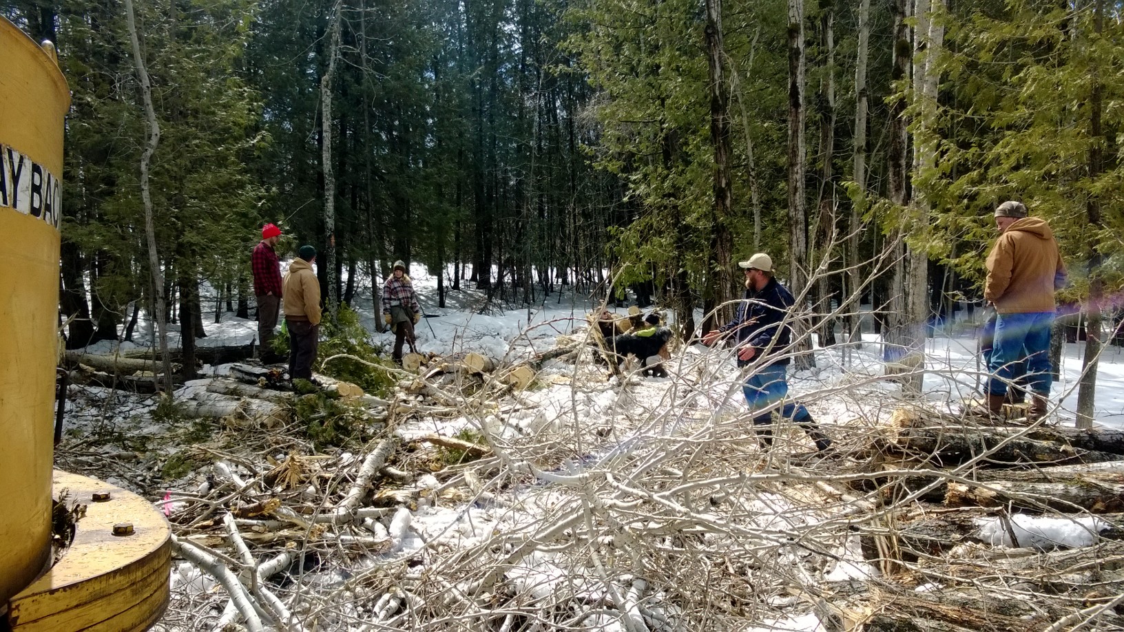 FAP foresters working on estimating volume from recent harvest