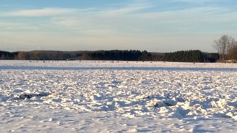 A deer herd near Crystal Valley in Oceana County