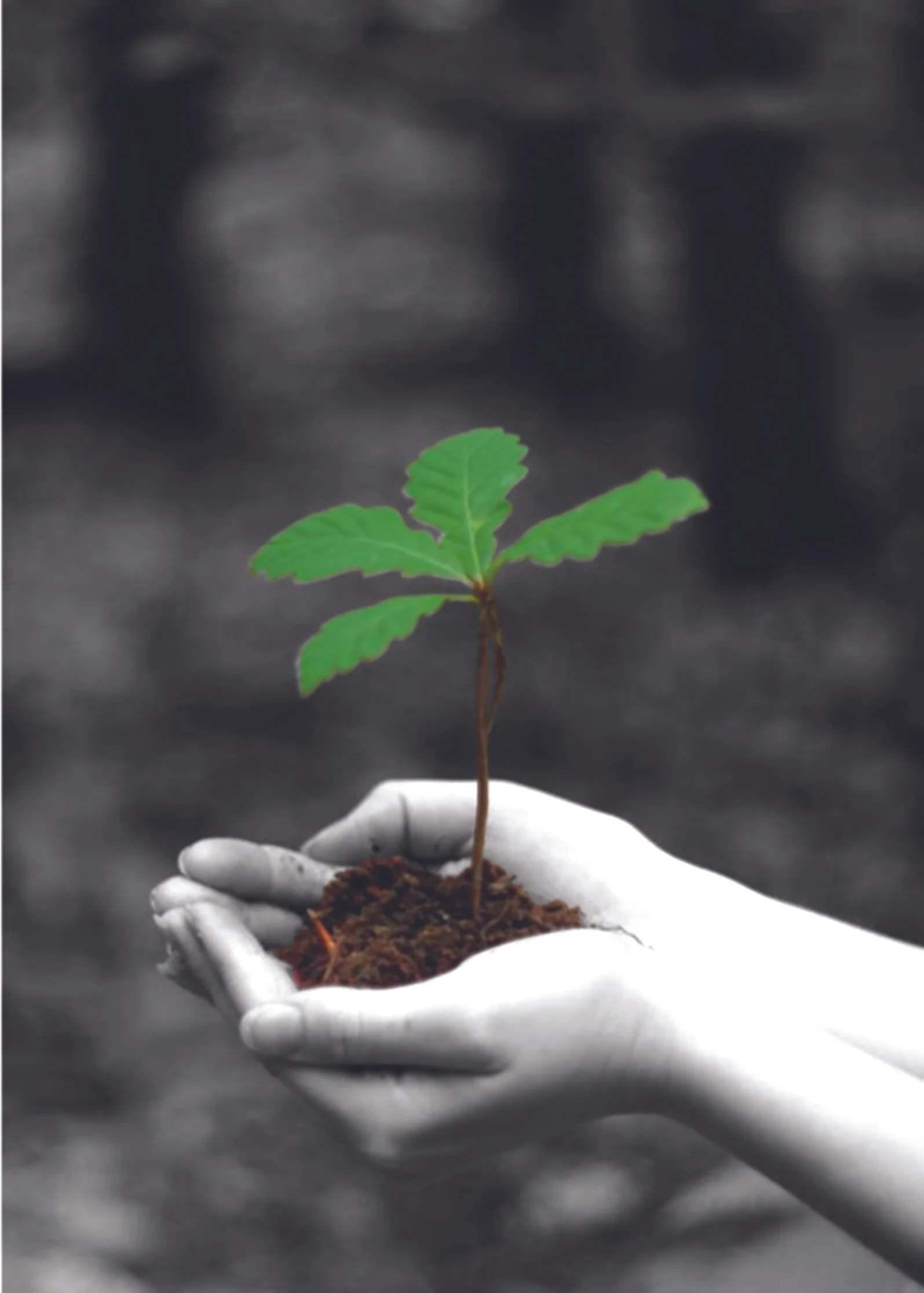 Tree Sale Orders Due