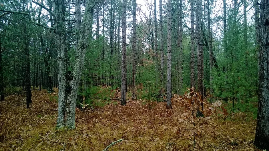 Timber Sales Workshop