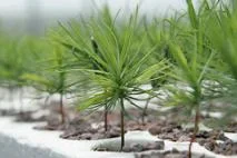 Tree Sale Pick-up Date!