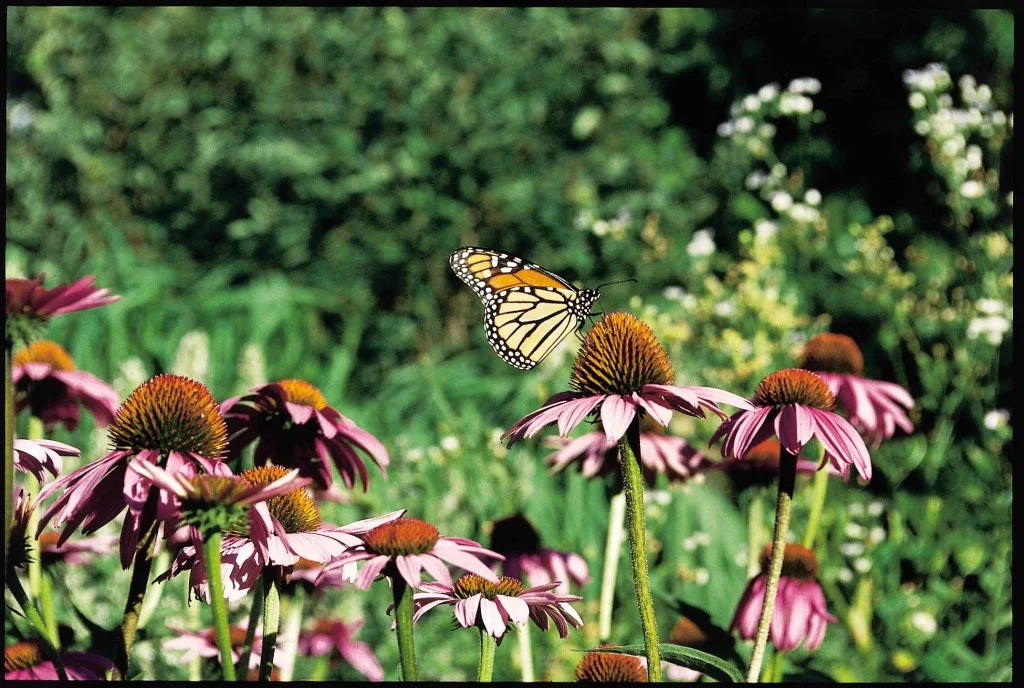 Mother’s Day Wildflower Walk