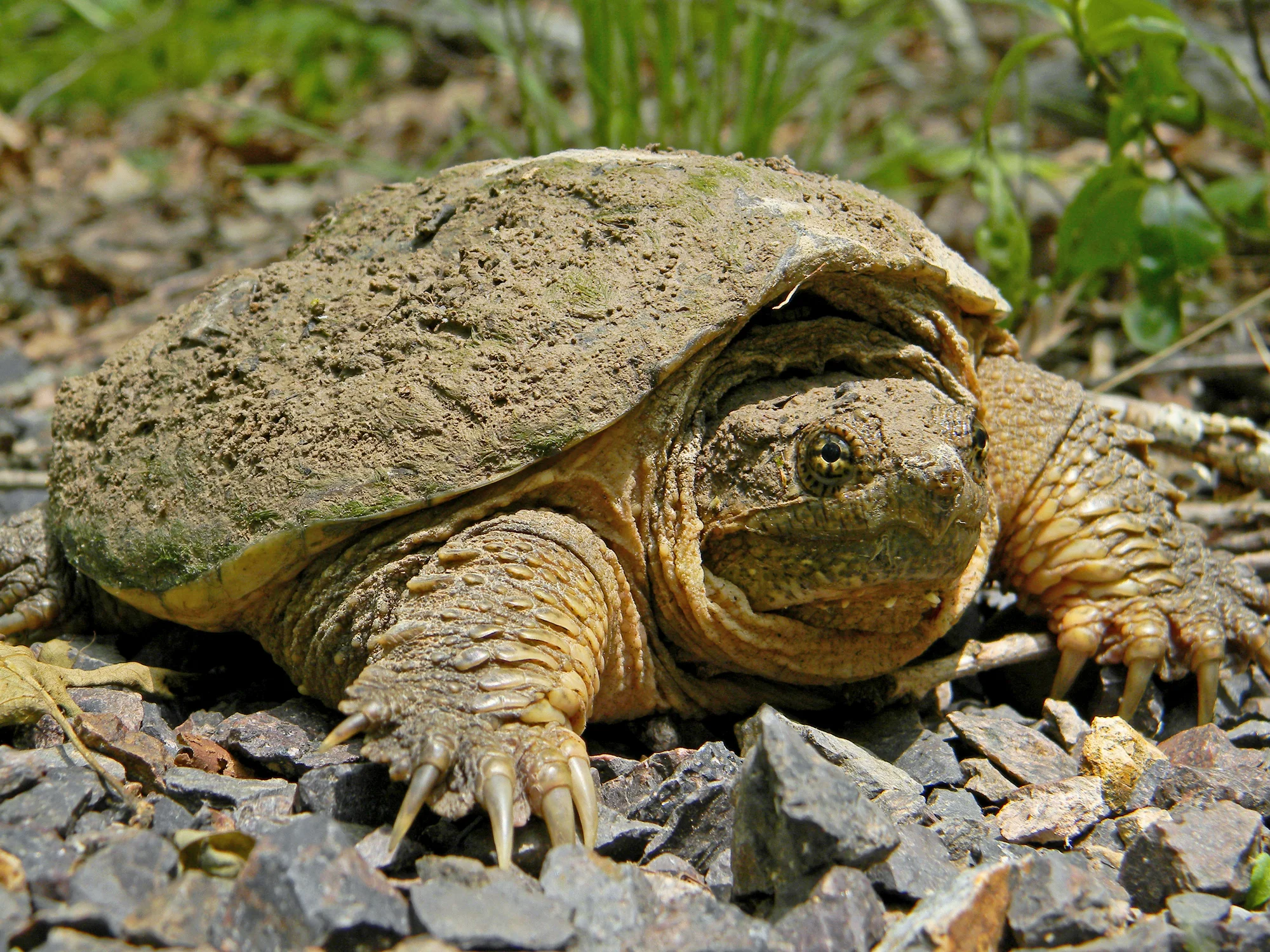 Turtle Talk!