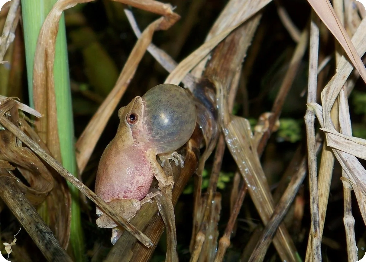 Eyes and Ears on Michigan's Frogs