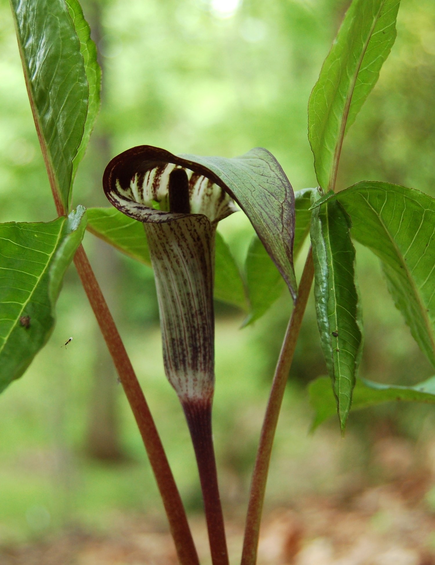 jack-in-the-pulpit — oceana conservation district