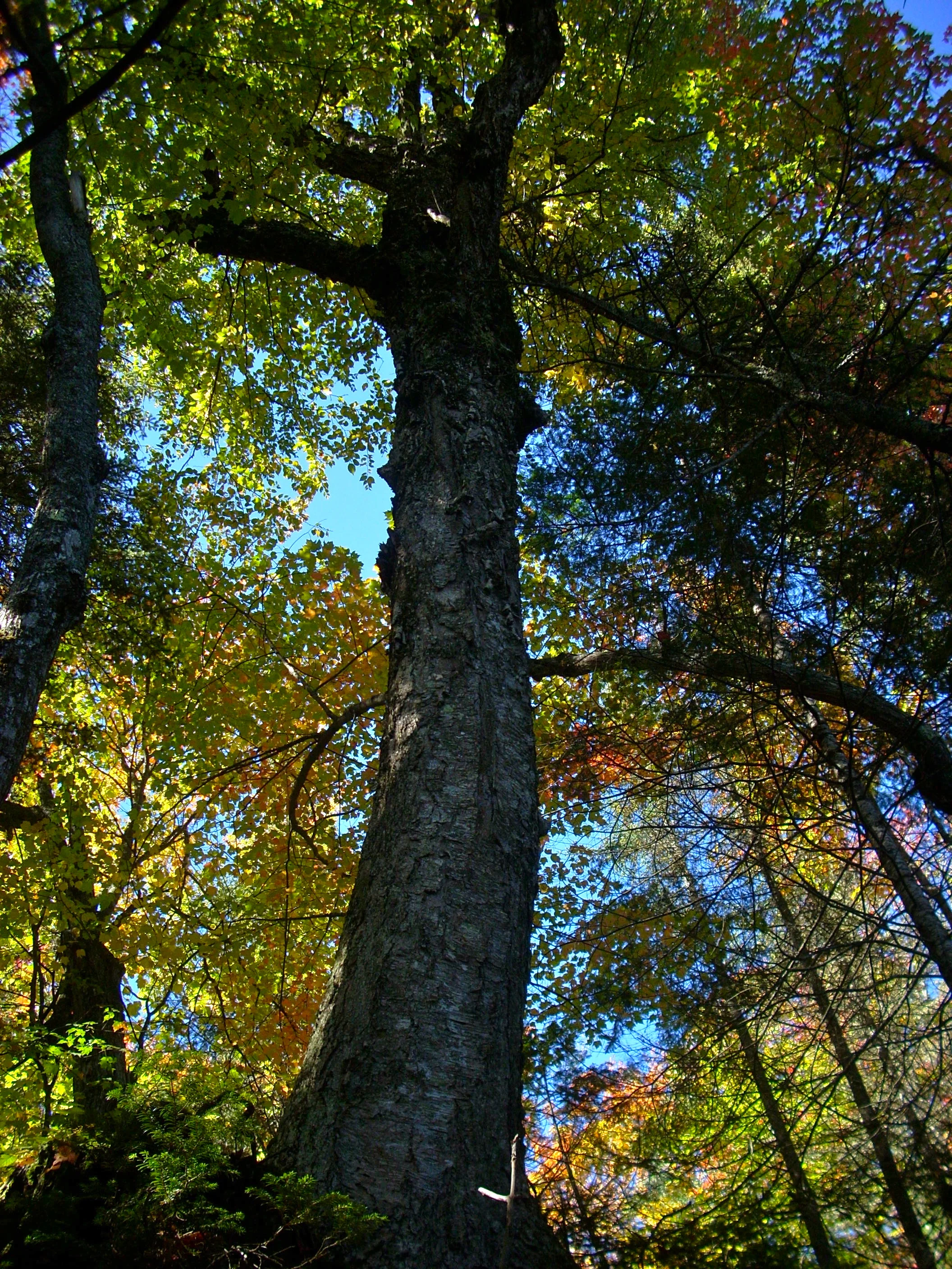 West MI Forestry Field Day