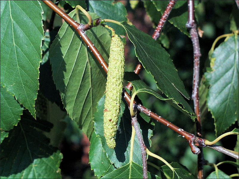 birch_white_leaves.jpg