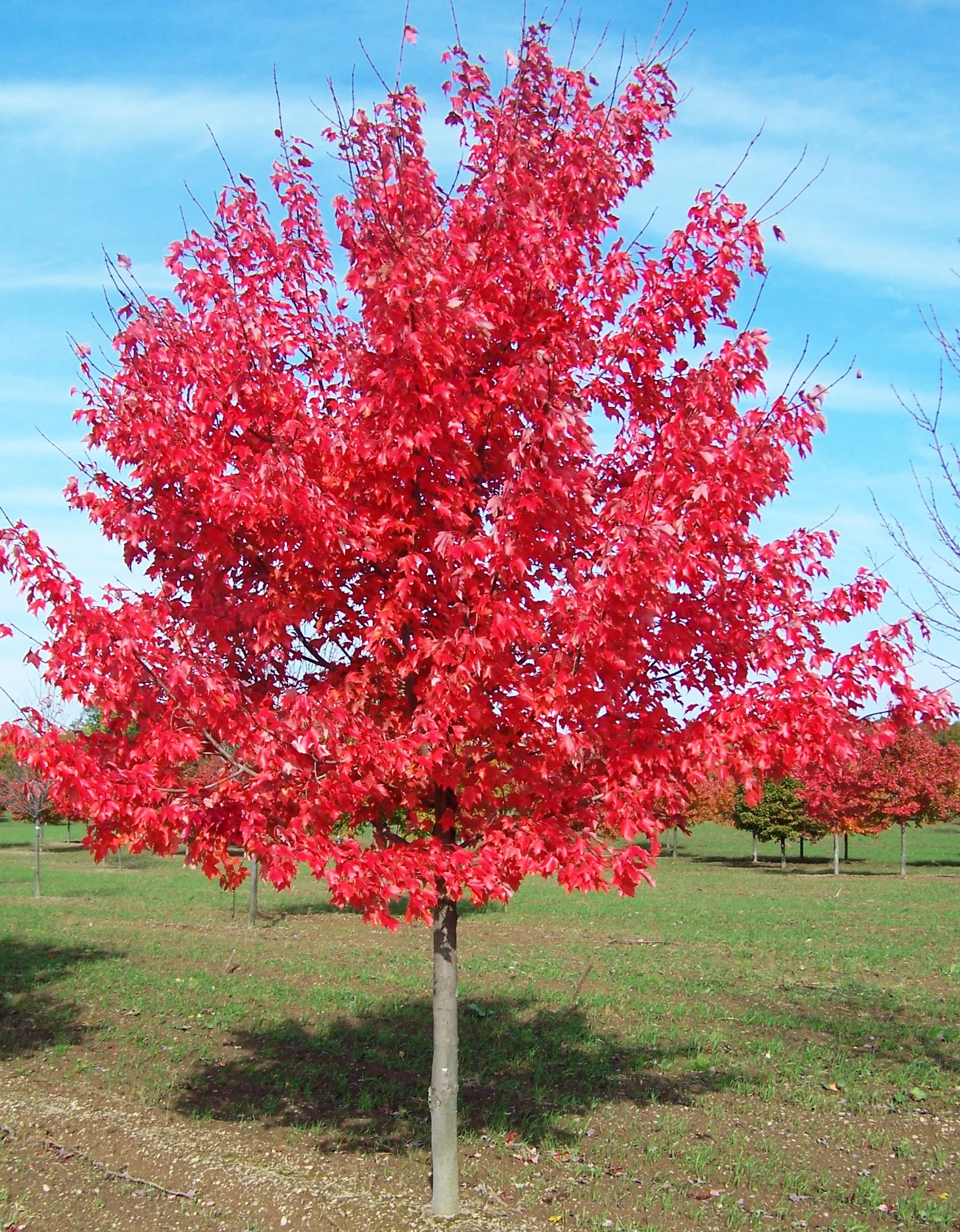 Maple_red_fall_tree.jpg