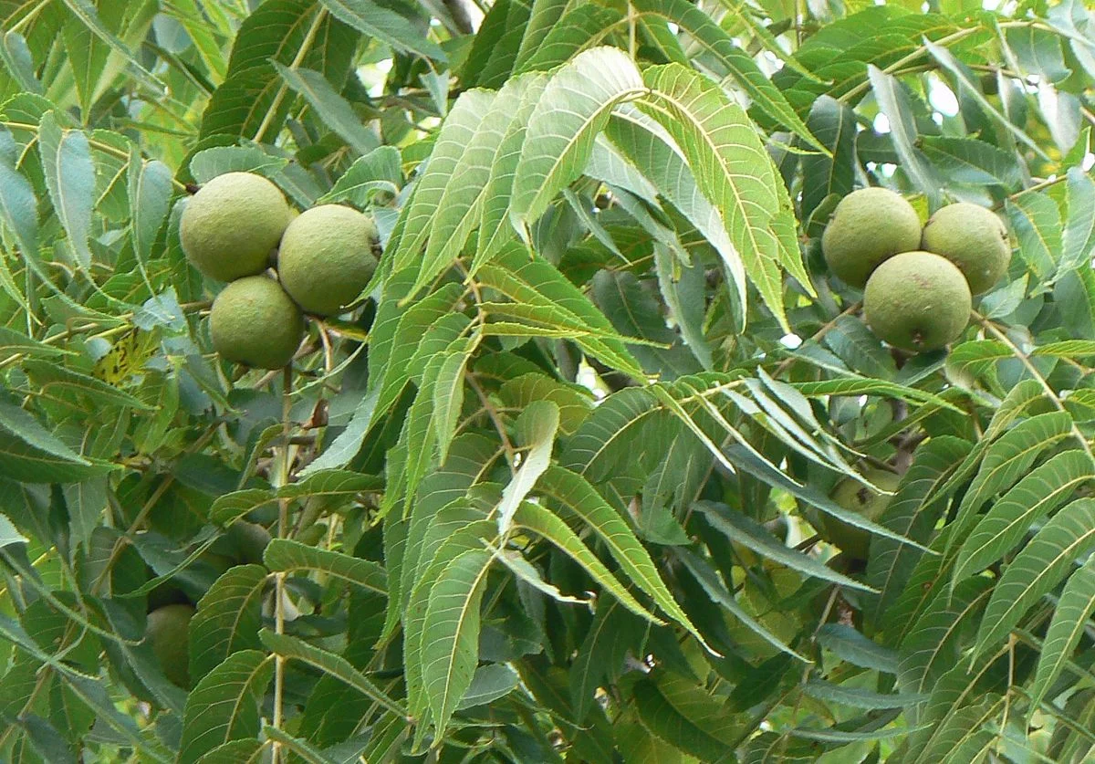 walnut_black_fruit.JPG