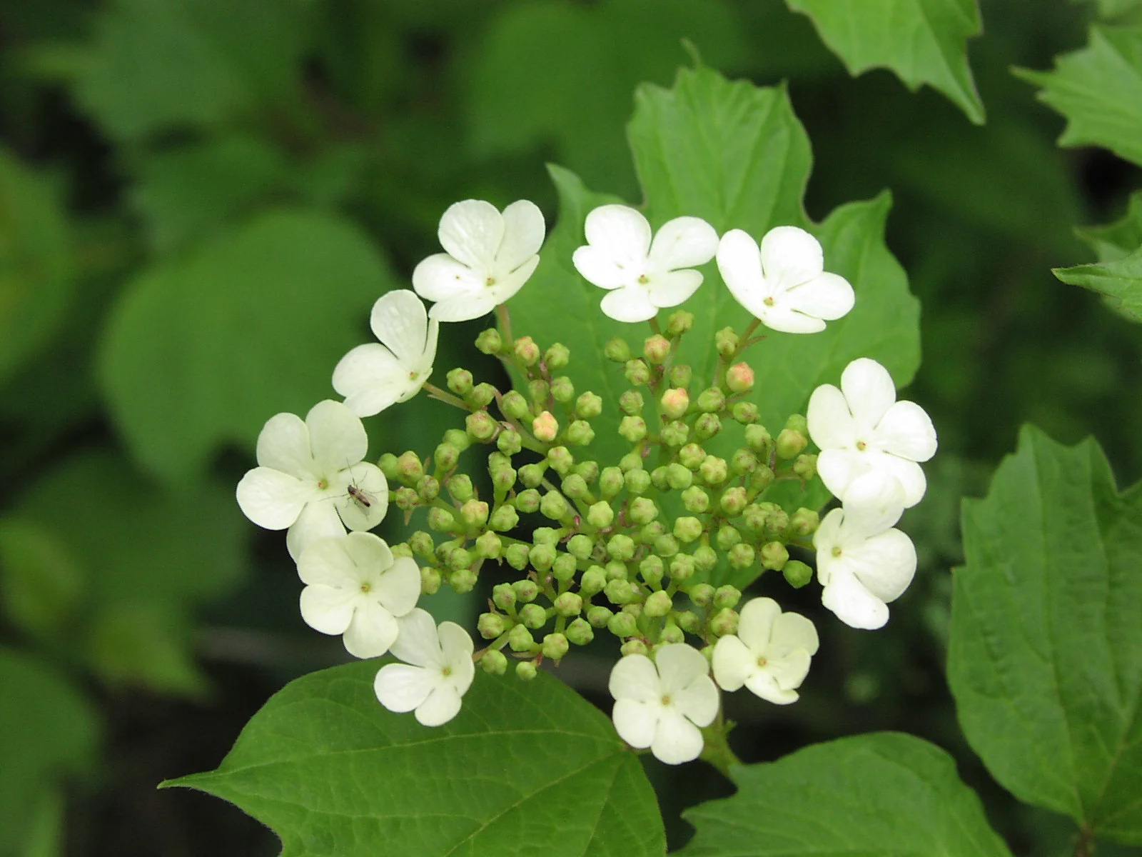 highbush cranberry flower.jpg